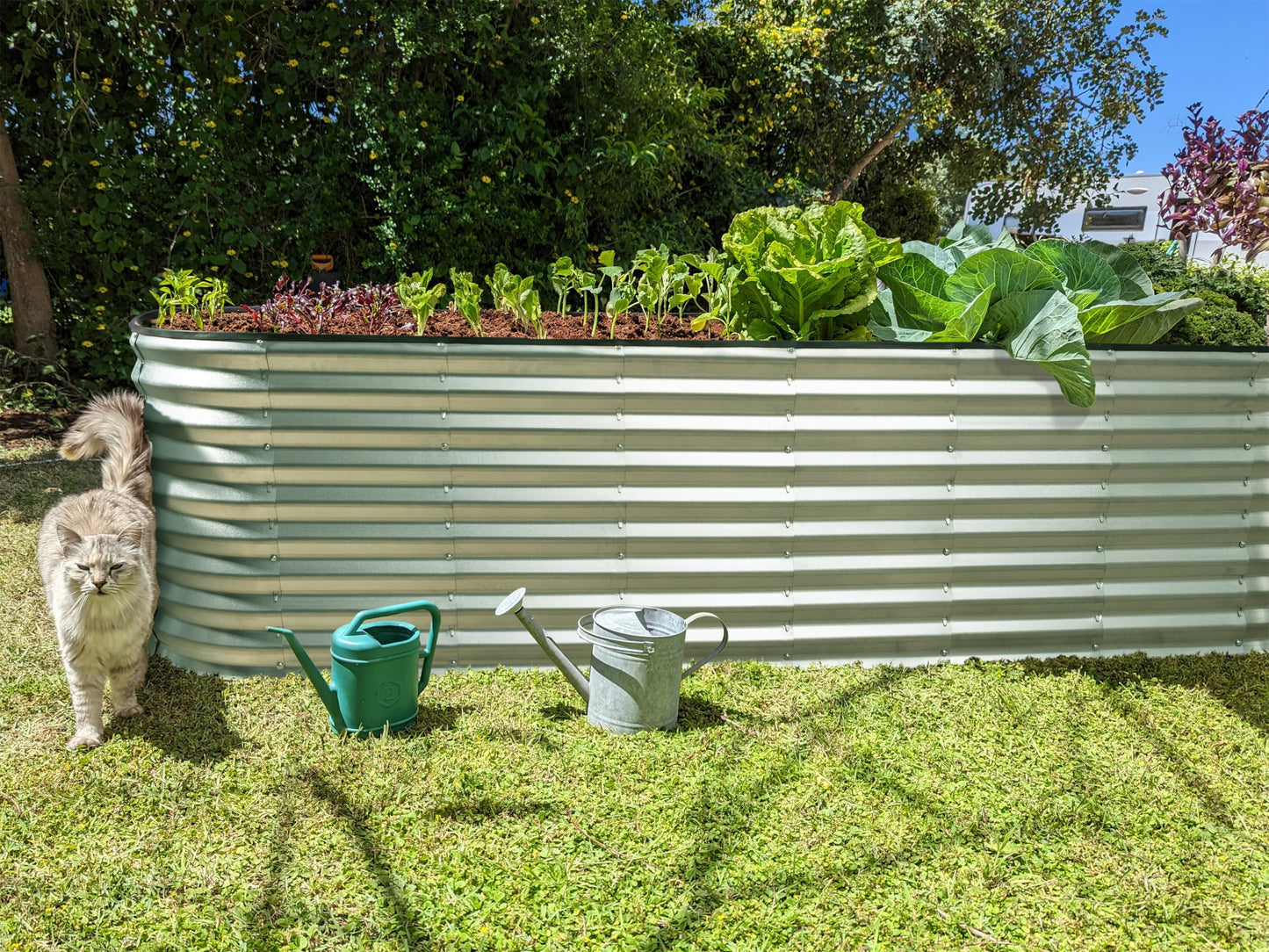 Plant & Plot Galvanized Raised Garden Beds Outdoor // 8×2×2 ft Planter Raised Beds for Gardening, Vegetables, Flowers (Silver) // Large Metal Garden Box // Patented Tool-Free Design