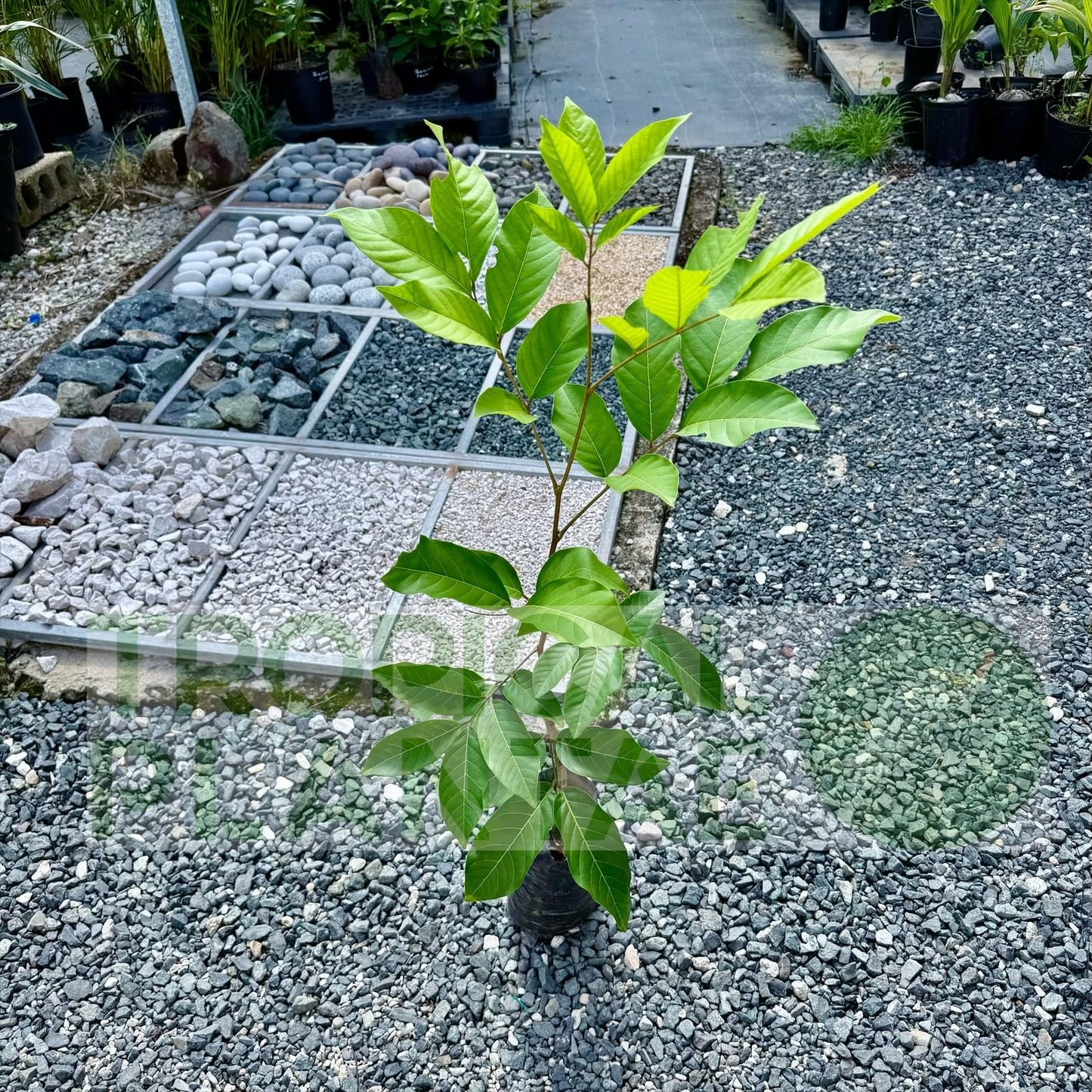 Grafted Red Rambután (Nephelium lappaceum) Exotic Fruit Live Tree 2'-3' feet talll Tropical Plantae (3'-4' feet Tall)
