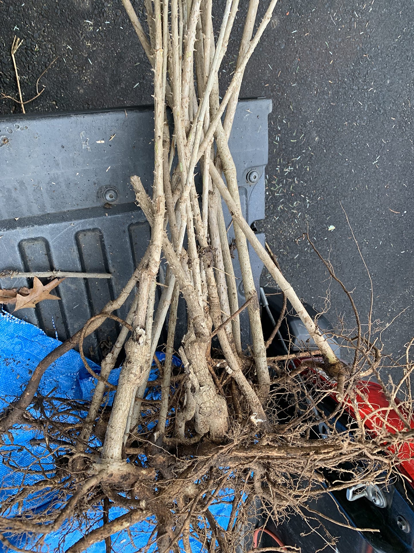 12-24 inches Tall Aralia spinosa Tree - 1 Plant Devil's Walkingstick