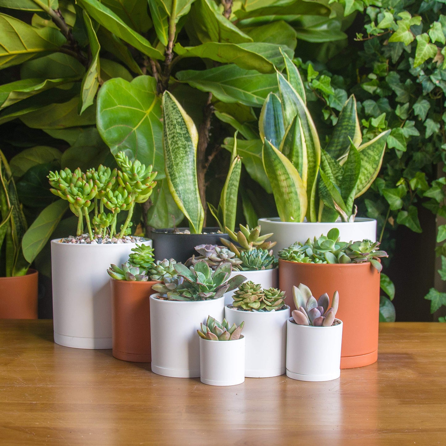 D'vine Dev 10 Pack Plastic Plant Pots for Plants, 6.5/6/5.5/5/4.5/4/3.5/3/2.5/2 Inch Indoor Planters Cylindrical Succulent Pot with Drainage Hole and Saucer, Black, 74-S-B
