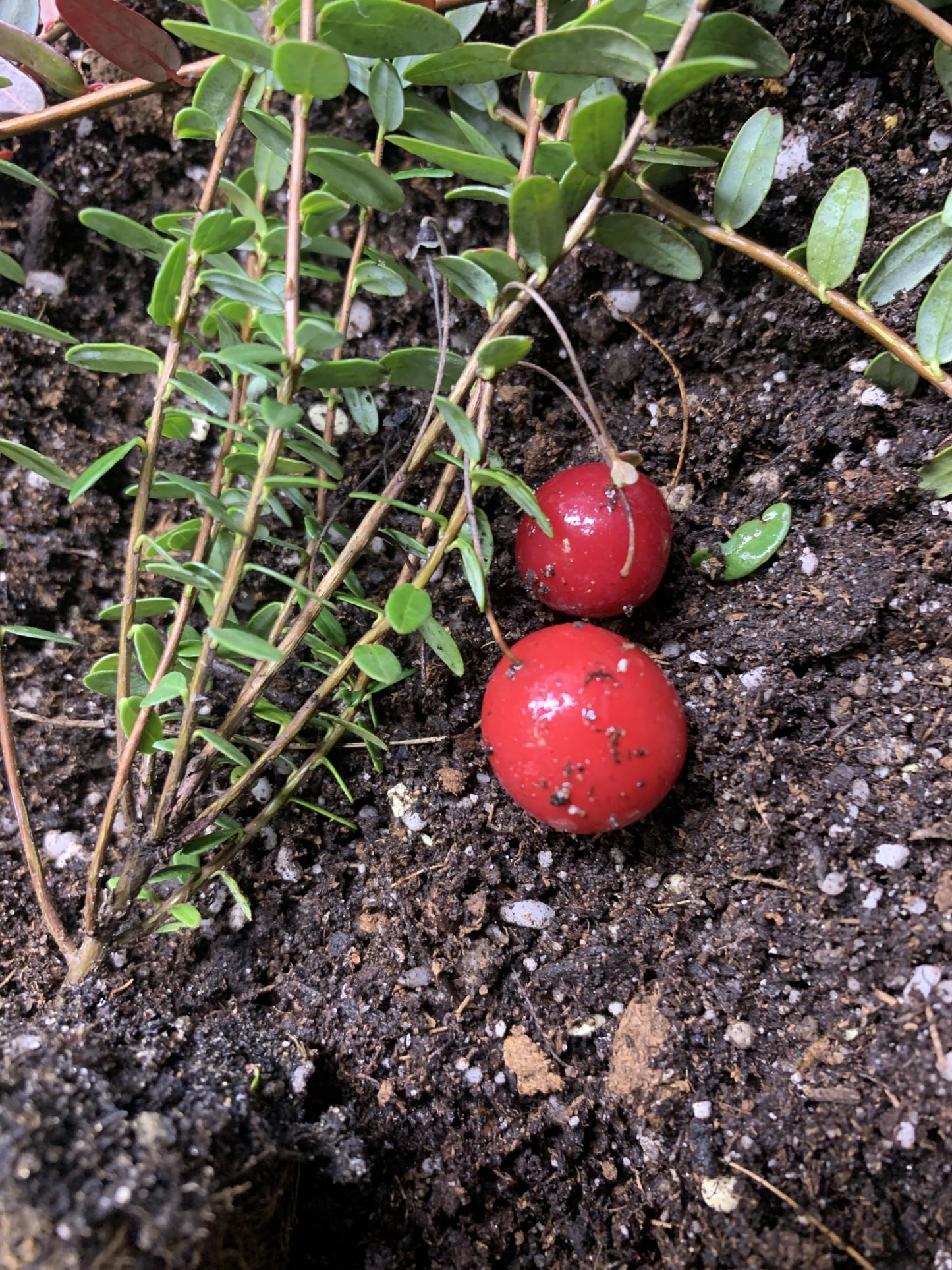 1 Plant Pilgrim Cranberry (Vaccinium Macrocarpon) 1 Year Old