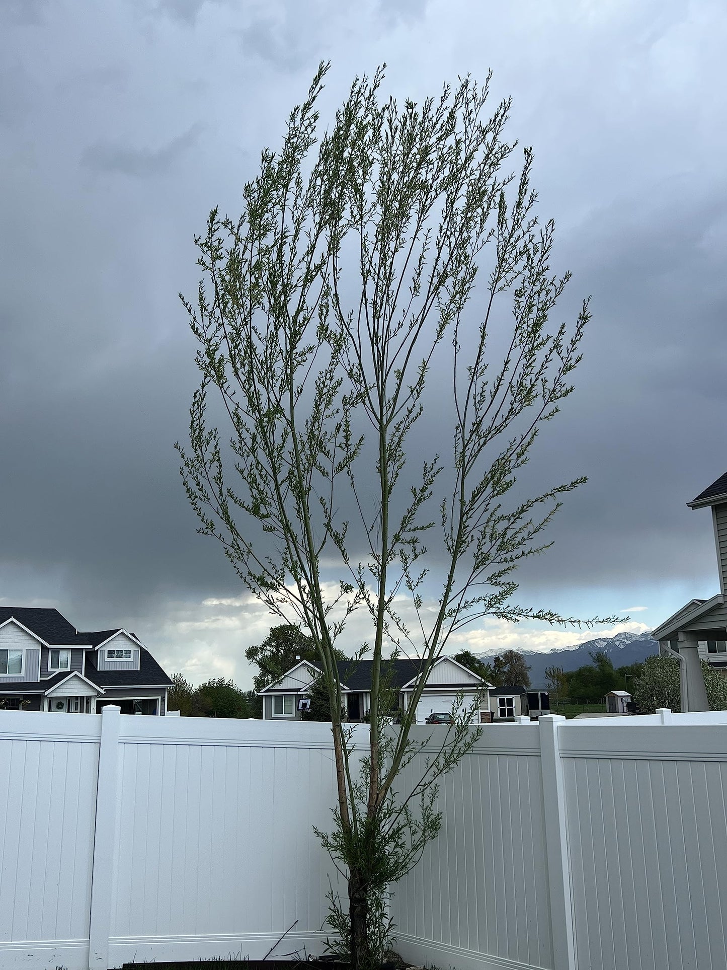 Generic Austree Hybrid Willow Tree Plants for Growing | Fast Privacy Hedge Row, Wind Block, Shade | Fast Growing - 6-10 Feet Per Year, Fast Growing Trees (26 Trees), green