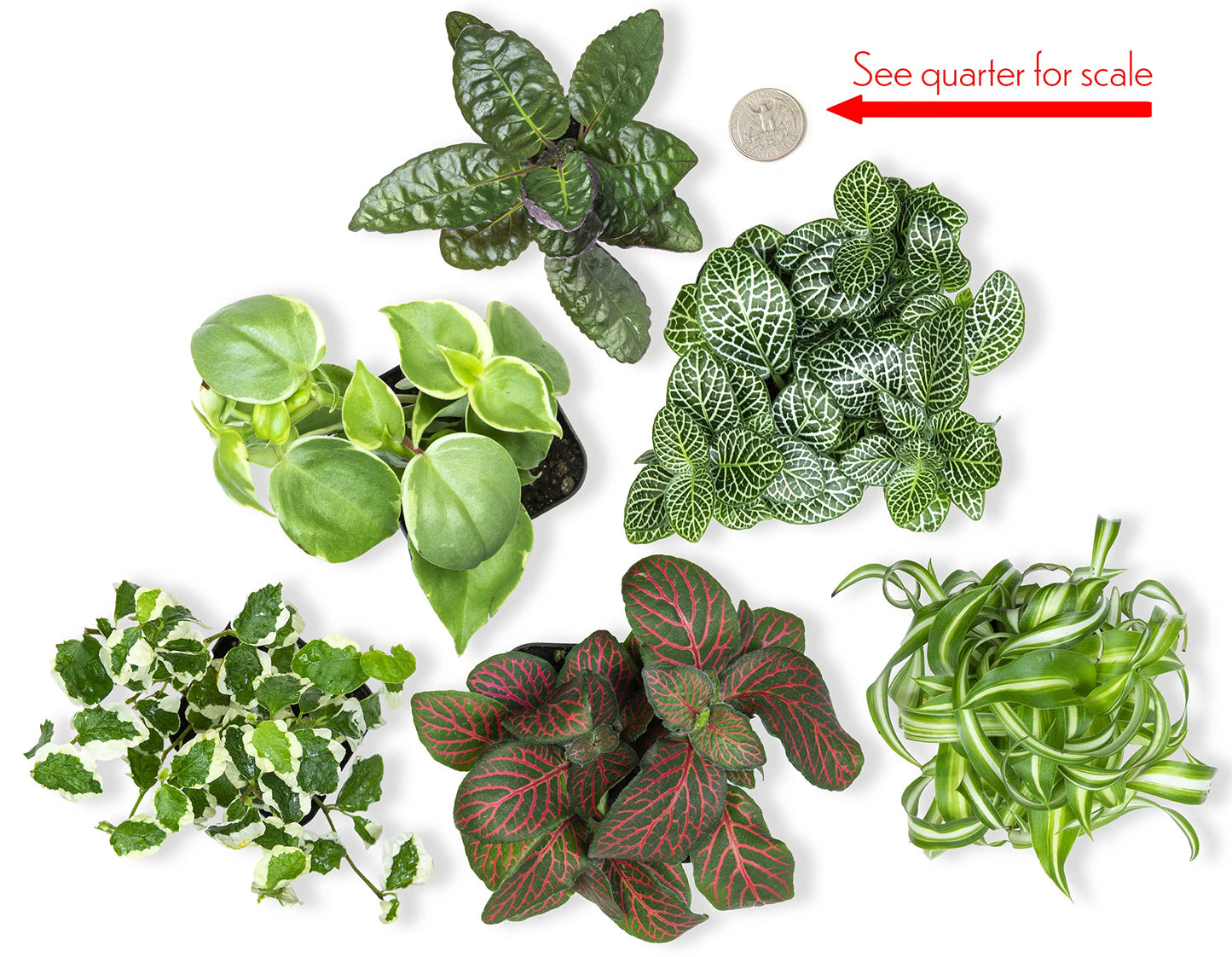 Live Snake Plant + Easy to Grow Houseplants (6-Pack)