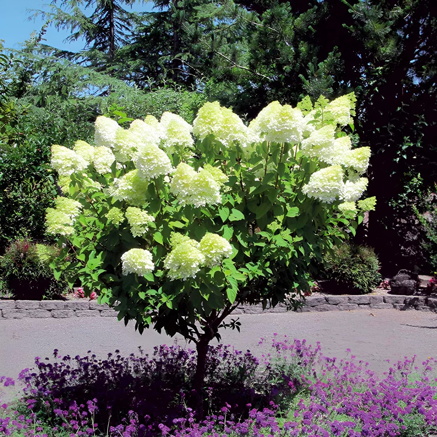 Pee Gee Hydrangea – Large Flowering Shrub with White Blooms, Hardy Live Plant for Garden & Landscape (1 Gallon/Single)