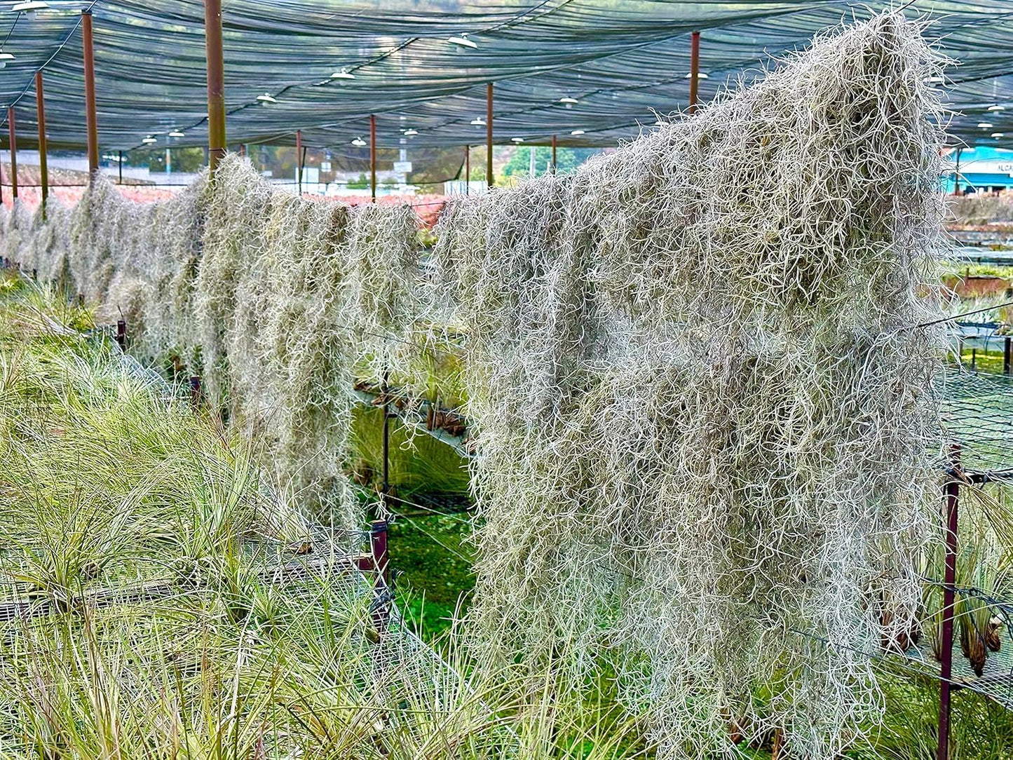 ragnaroc Tillandsia Usneoides ‘Thick-Colombian Spanish Moss’ - ragnaroc Indoor Tropical Plant 16” / 9 oz - Live Arrival Guaranteed - Live Air Plant & House Plants for Home Decor & Gift