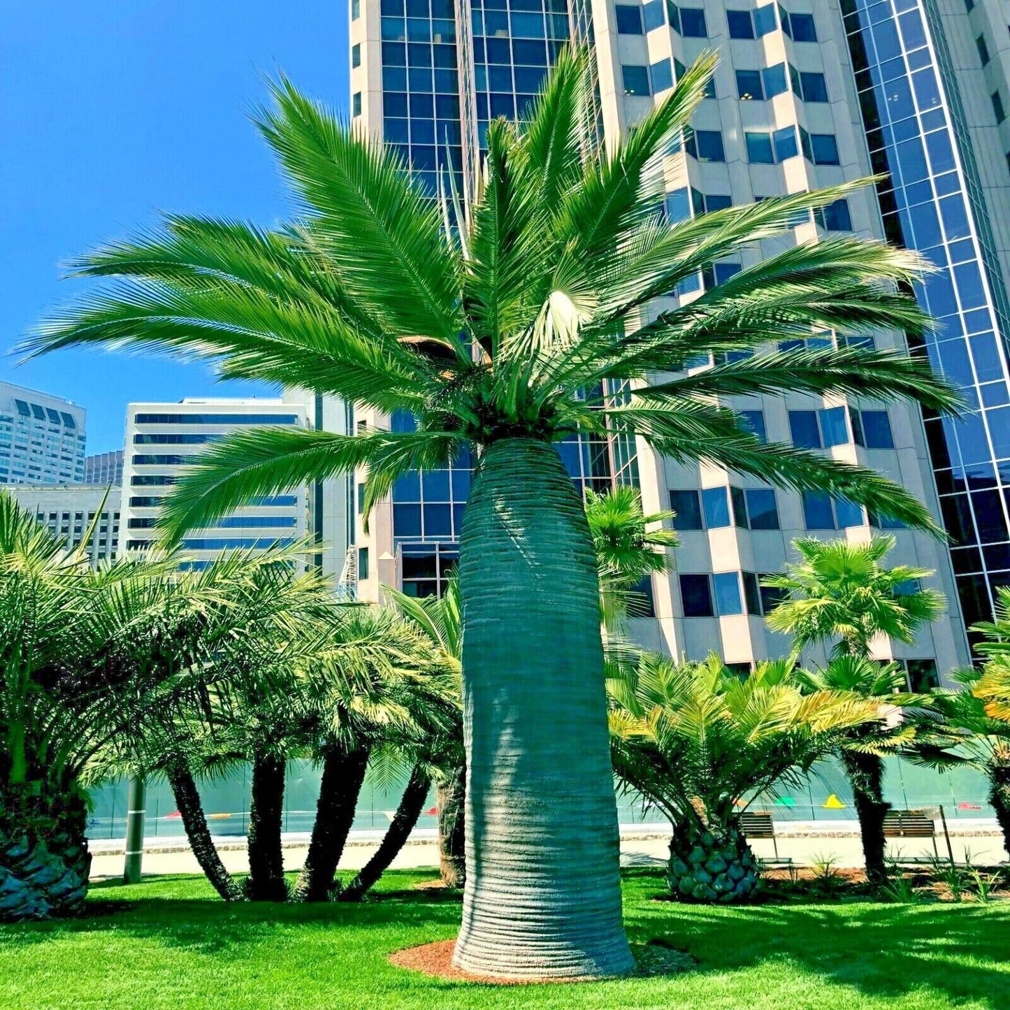 5 Seeds Chilean Wine Palm Tree Seeds (Jubaea chilensis) Fruit Plant