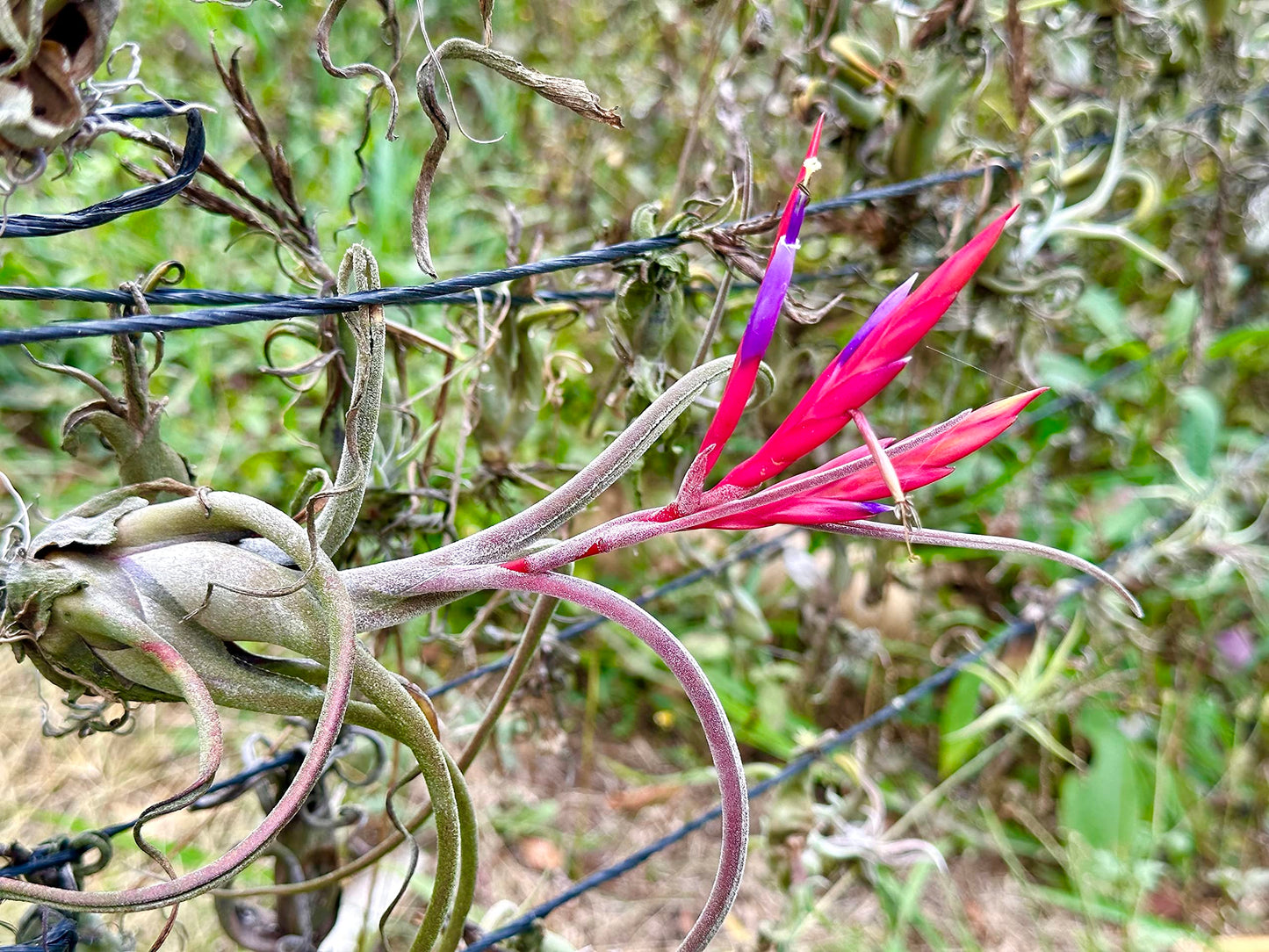 ragnaroc Air Plants - Flowering Tillandsia Caput Medusae, Large 5-7" - 3ct - Live Arrival Guaranteed - House Plants for Home Decor & Gift