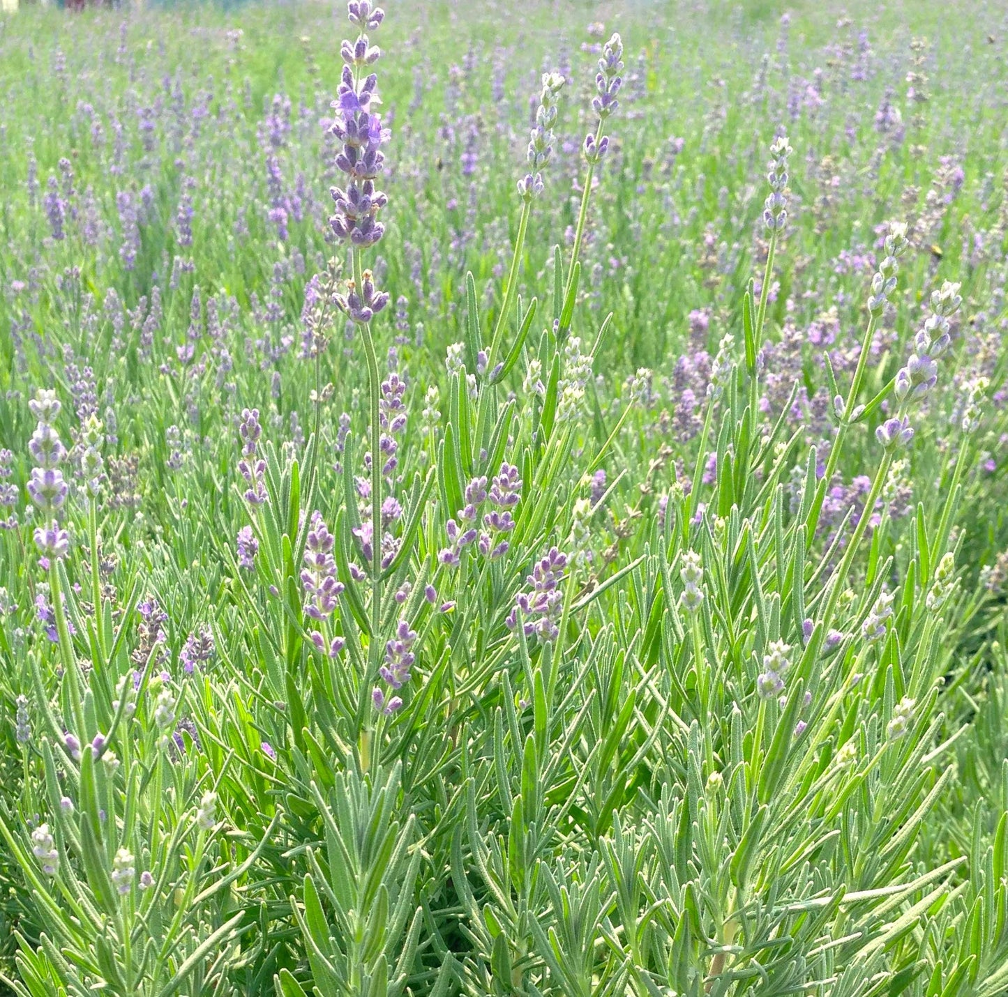 Lavandula ang. 'Munstead Strain' (Lavender) Perennial, lavender flowers, 1 - Size Container