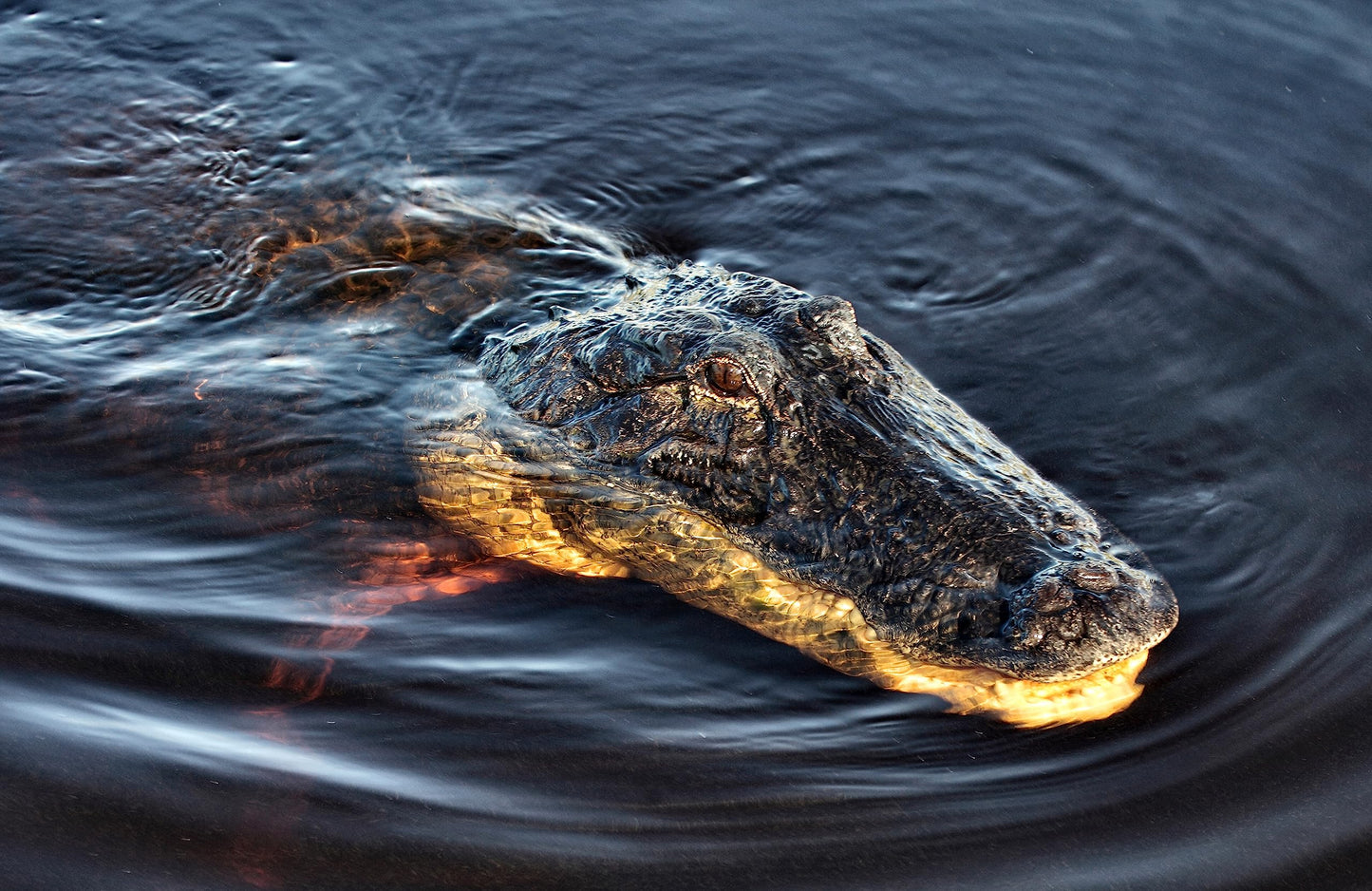 Wonderbox - Original Gift Idea - Experience Gift - Bucket List Experiences - 1 Activity to Choose from a Selection: Ferrari Driving, Dolphin Watching, Speedboat, Airboat for Gators Watching...