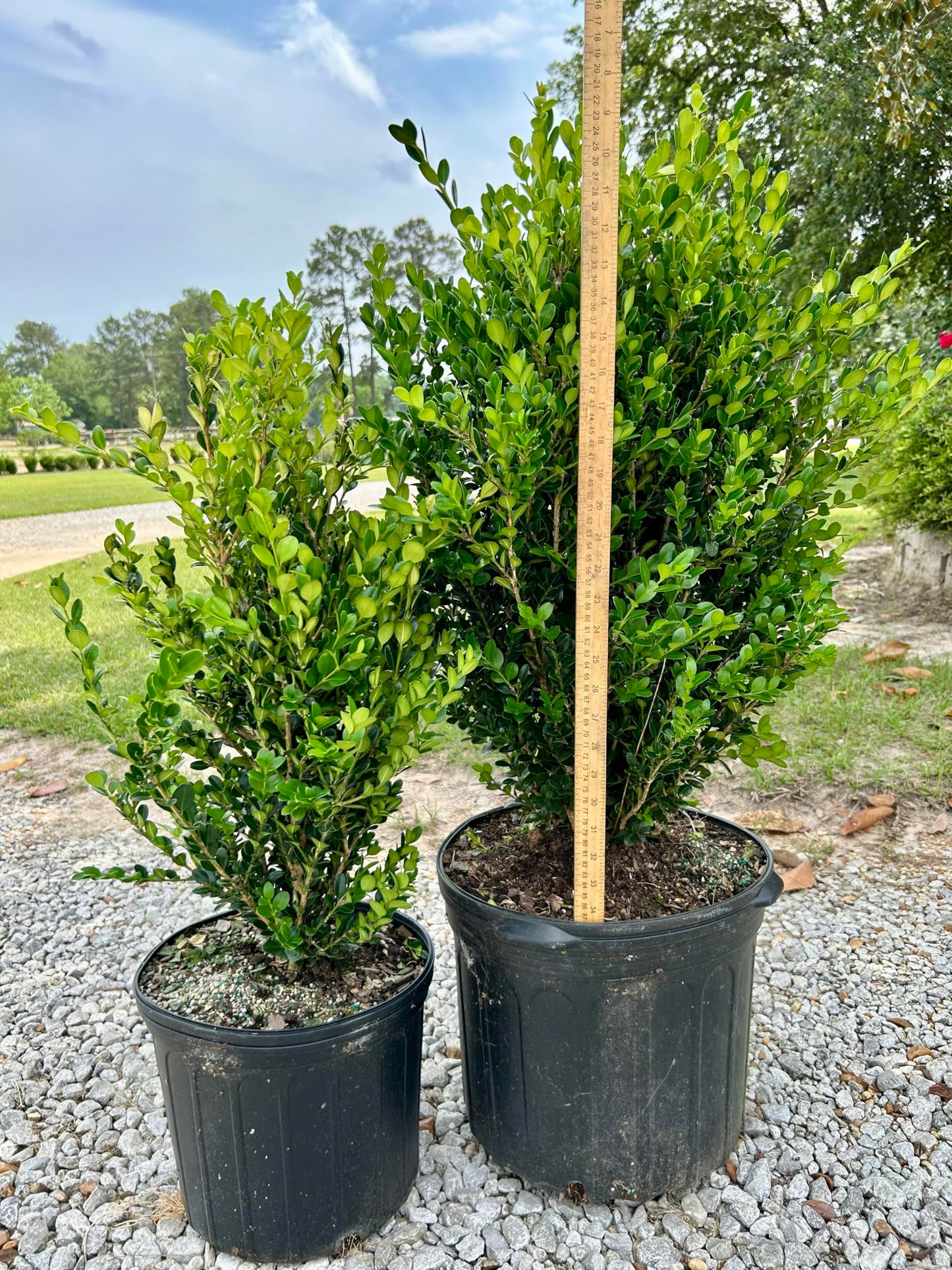 Wintergreen Boxwood, Live Plant, 3 Gallon Container Size, Evergreen Shrub