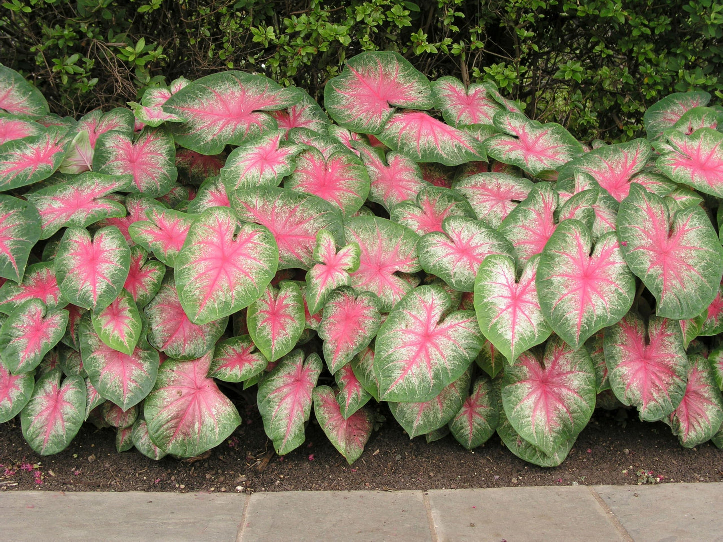 10 Rosebud Caladium Bulbs for Planting - Perennial Hosta, Elephant Ears, Fancy (10 Bulbs)