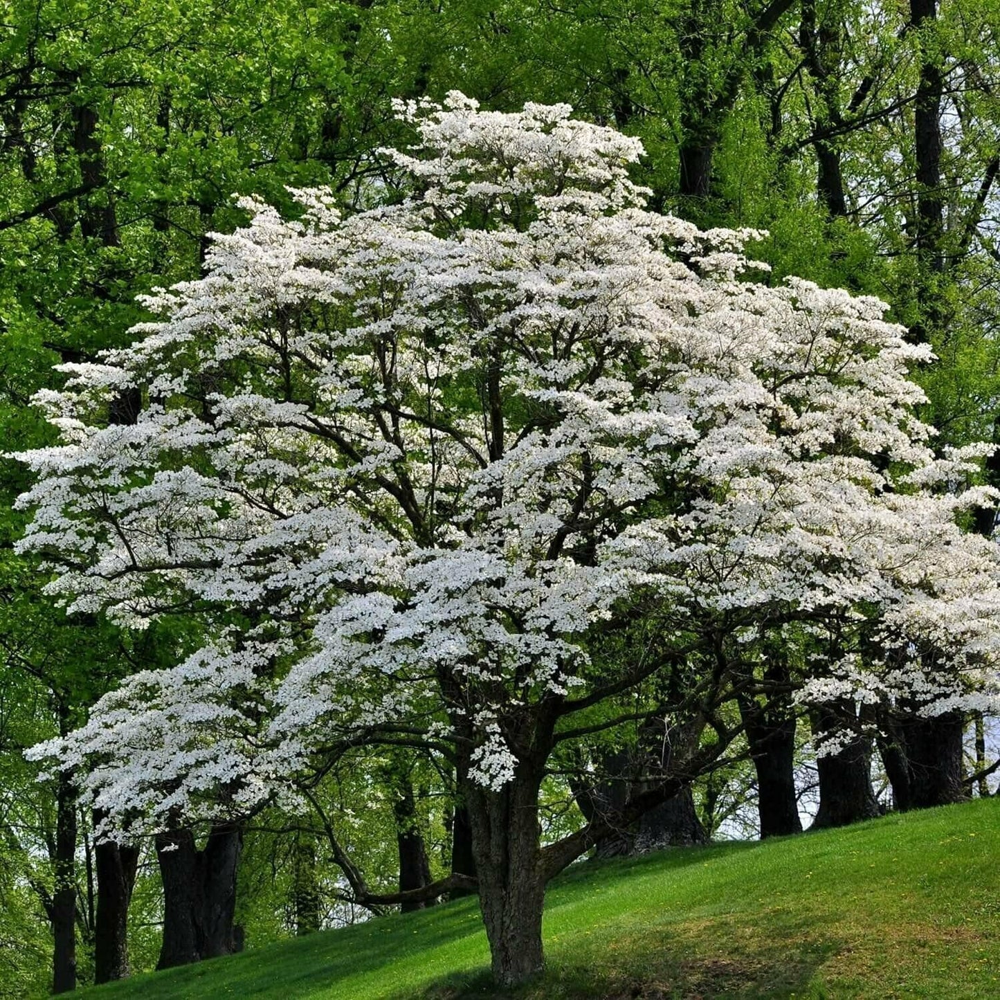 2 White Flowering Dogwood Trees - 10-18" Tall Live Plants - Ornamental Landscaping Trees - Cornus Florida - (2 Pack)