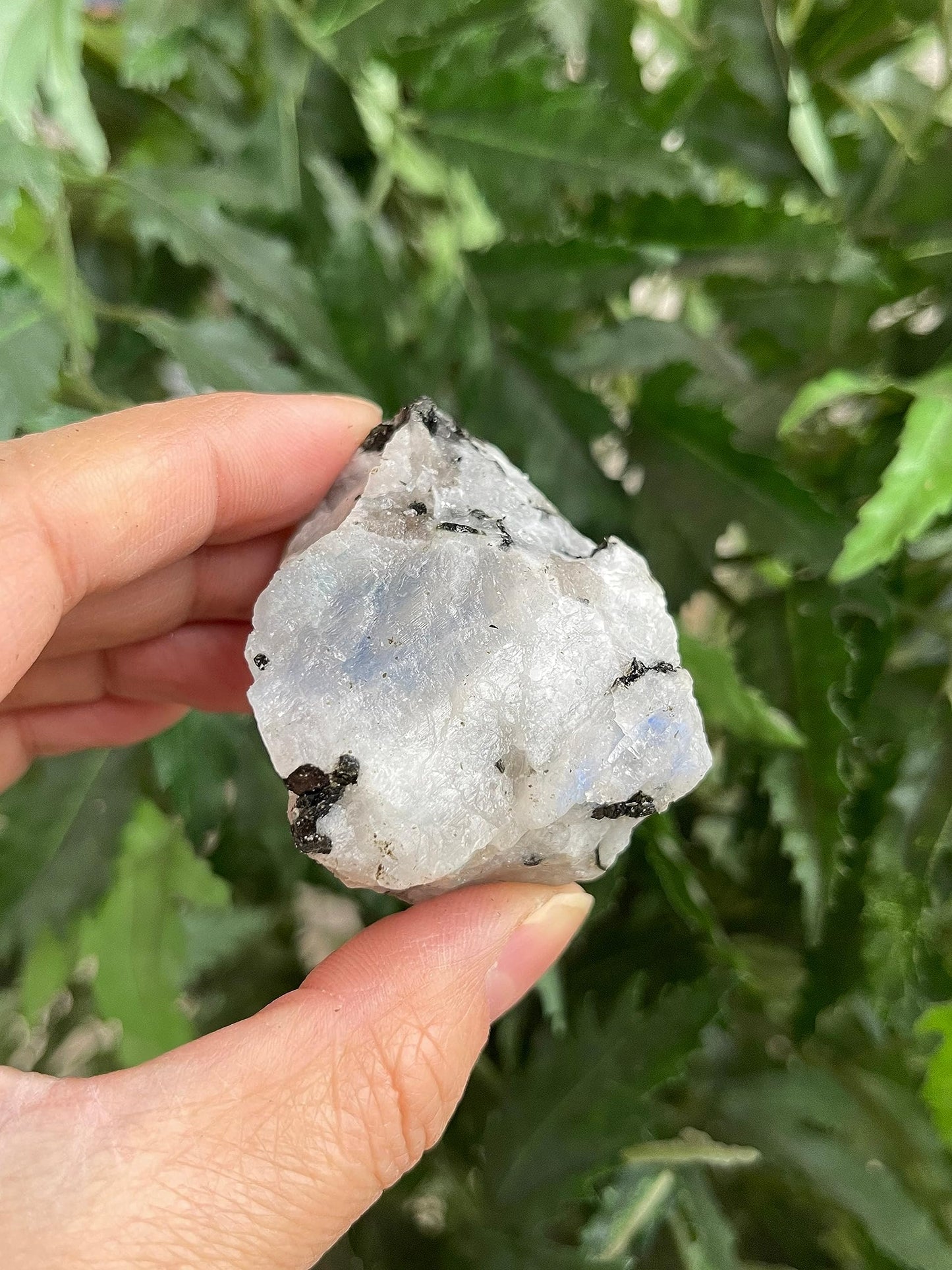 GAF TREASURES Wholesale Raw Rainbow Moonstone Crystals, Natural Rainbow Moonstone Stone, Rainbow Moonstone Rough, Rainbow Moonstone Healing Crystals (Rainbow Moonstone, 0.25 Pound)