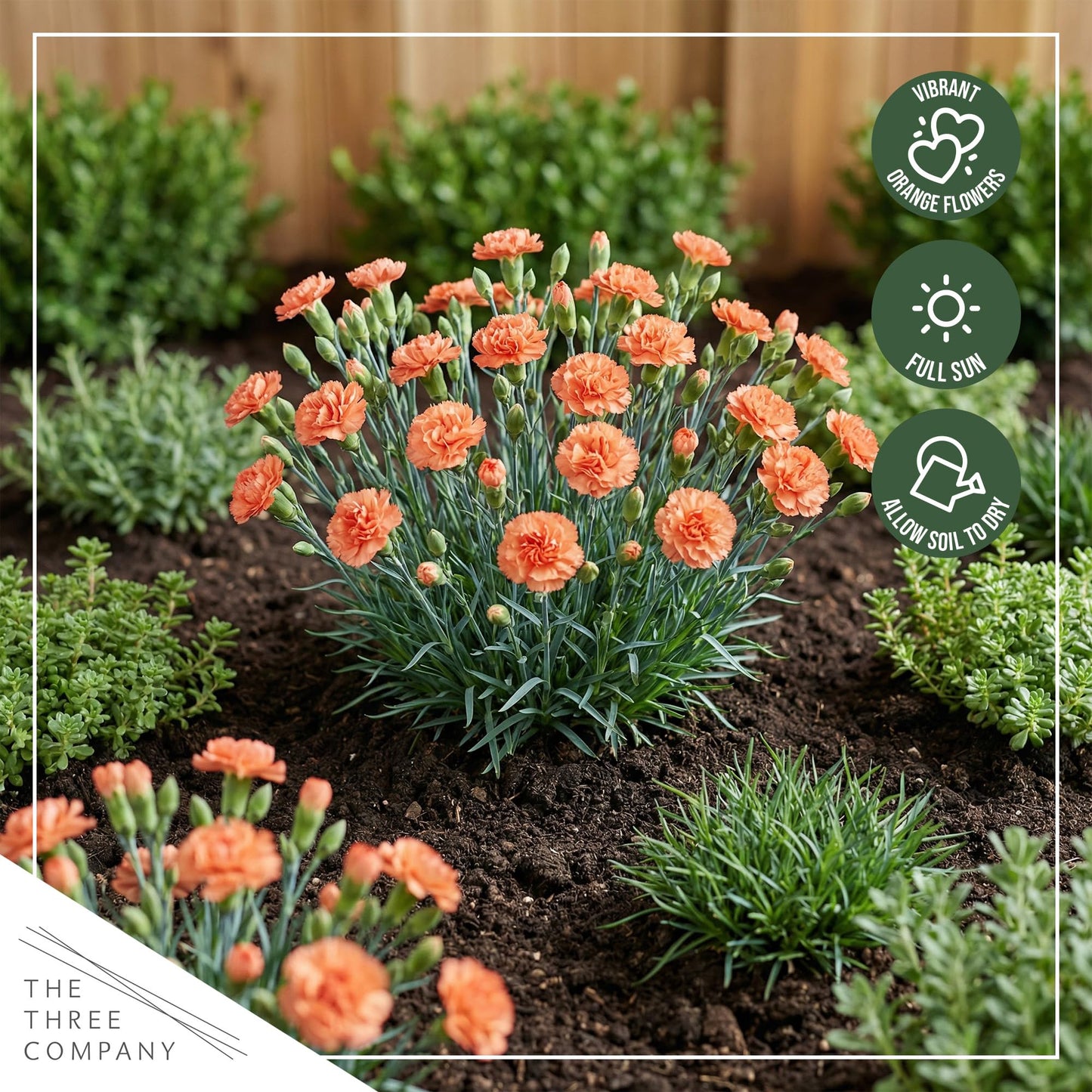 Live Dianthus 2-Pack – Orange Sparkler – Fragrant Spring Perennial, Deer Resistant, 10” Tall, 1 Qt Pot