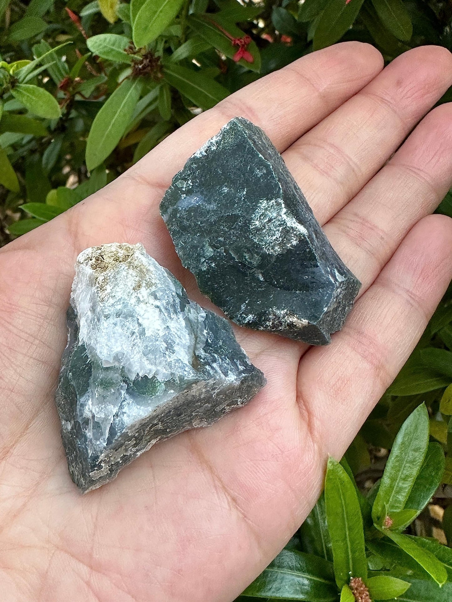 GAF TREASURES Wholesale Raw Tree Agate Crystals, Natural Tree Agate, Natural Rough Tree Agate Crystals, Tree Agate Healing Crystals (Tree Agate, 0.5 Pound)