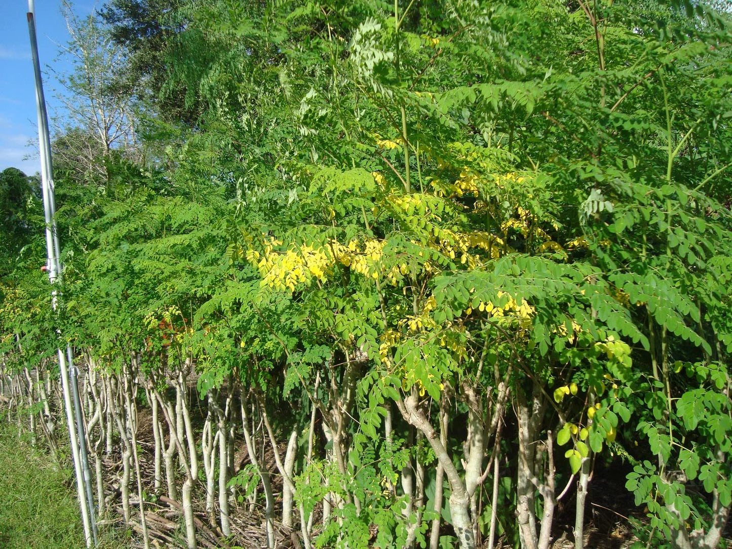ENDLESS FOREST FARMS 25+ Seeds The Tree of Life - The Moringa Tree Easy to Grow, Fast Growing Tree