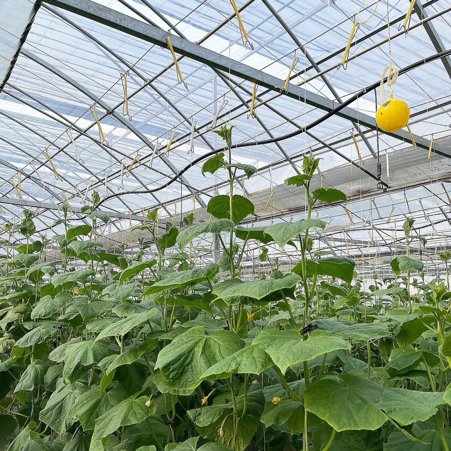 Bandelt 20pcs Tomato Support J Hooks, Tomato Climbing Hooks with 39ft Twine to Prevent Tomatoes from Pinching or Falling Off for Plant Vegetable Plant Fruit Flower