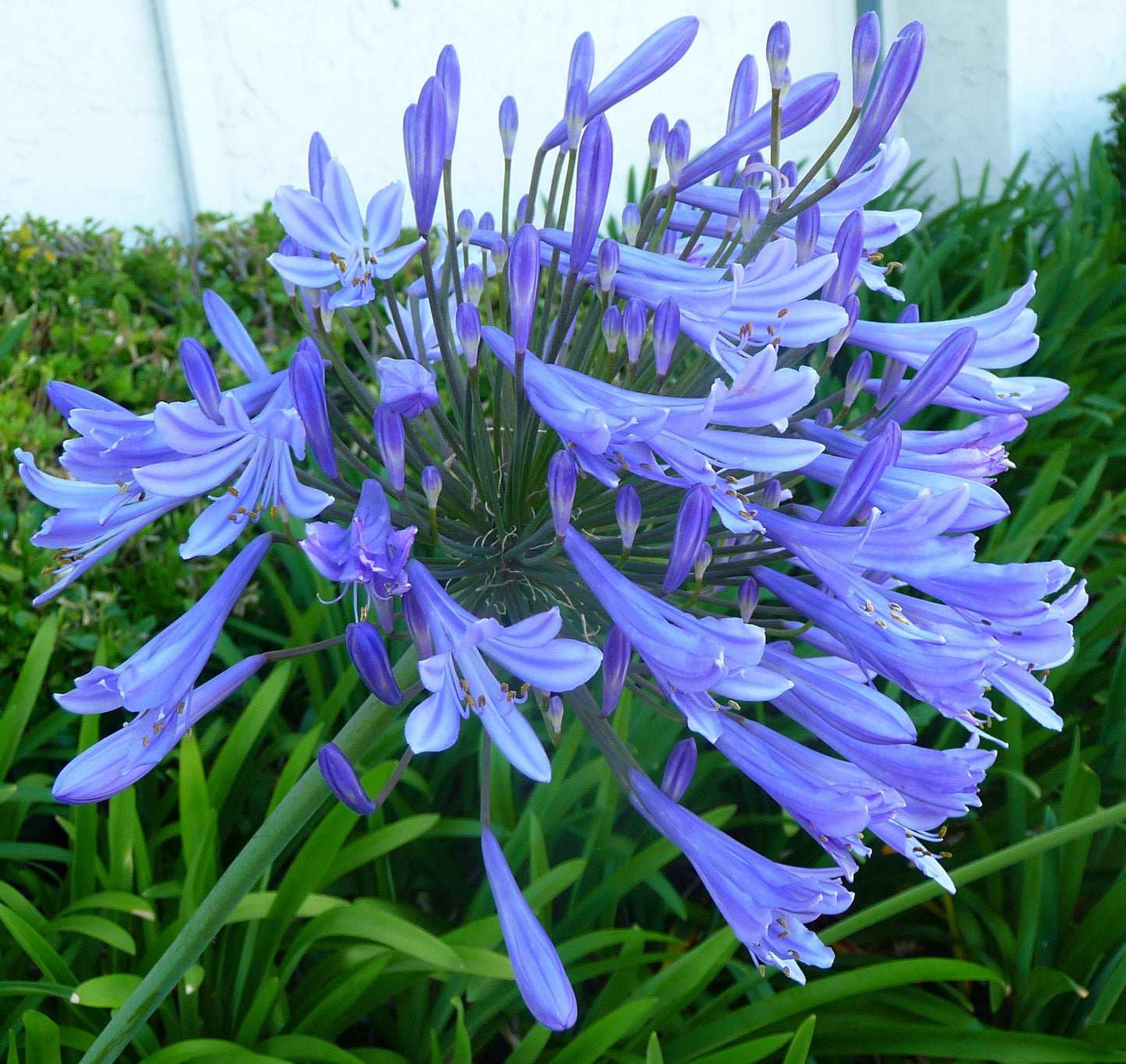 Agapanthus Africanus 'Lily of The Nile' - 3 Live Plants - 2" Pot Size - Blooming Groundcover
