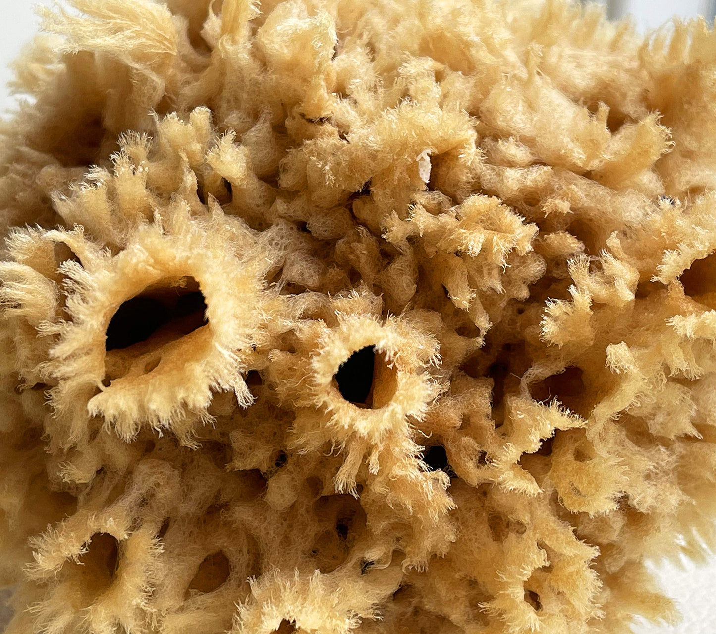 Lullingworth® Natural Sea Wool Art Sponge: Premium Professional Grade 5-6" Unbleached, Excellent for Painting, Decorating, Texturing, Marbling, Limestone/Venetian Plaster, Faux Finishes, Crafts