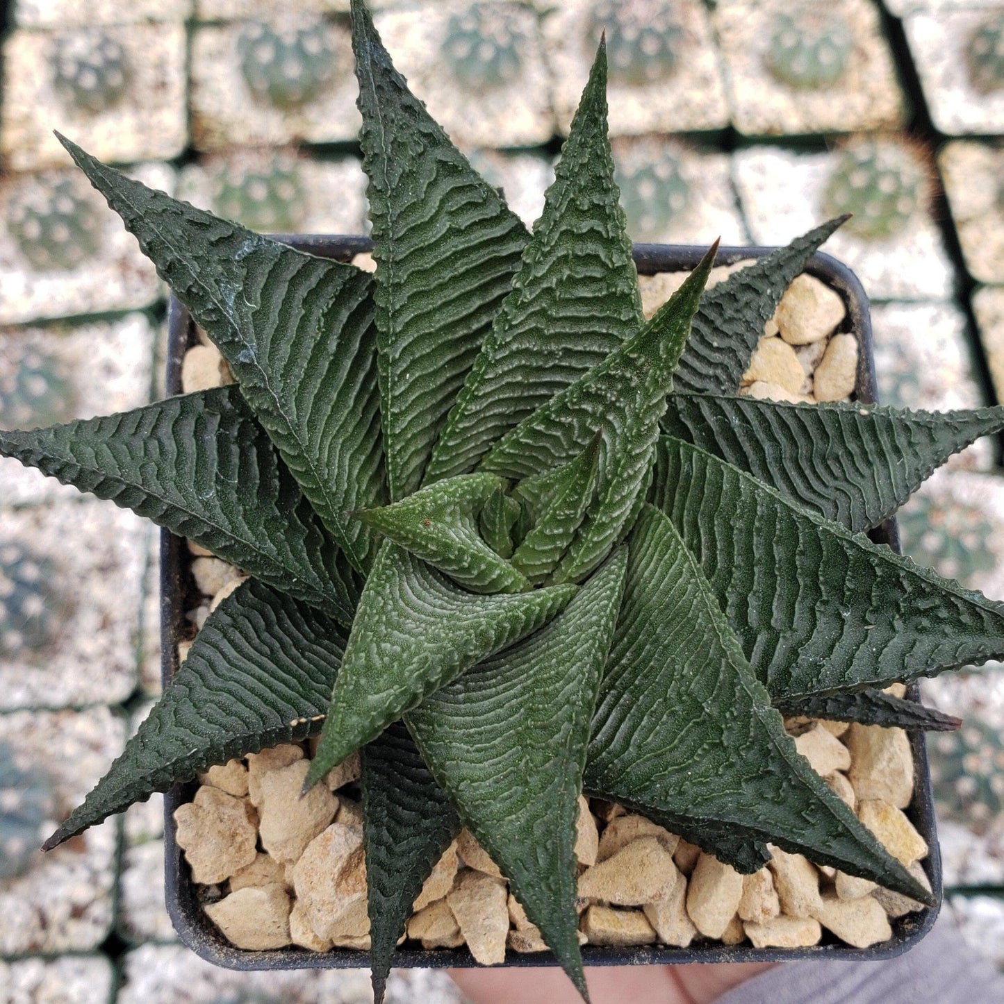 Haworthia limifolia spiralis Cacti Cactus Succulent Real Live Plant