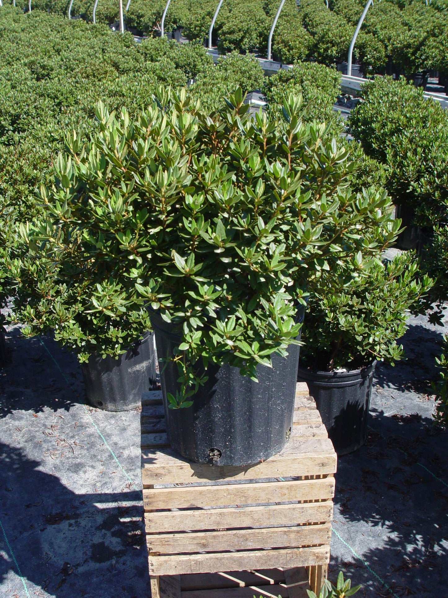 Green Promise Farms Rhododendron X GEM` Evergreen, 3-Size Container, Bluish Purple Flowers