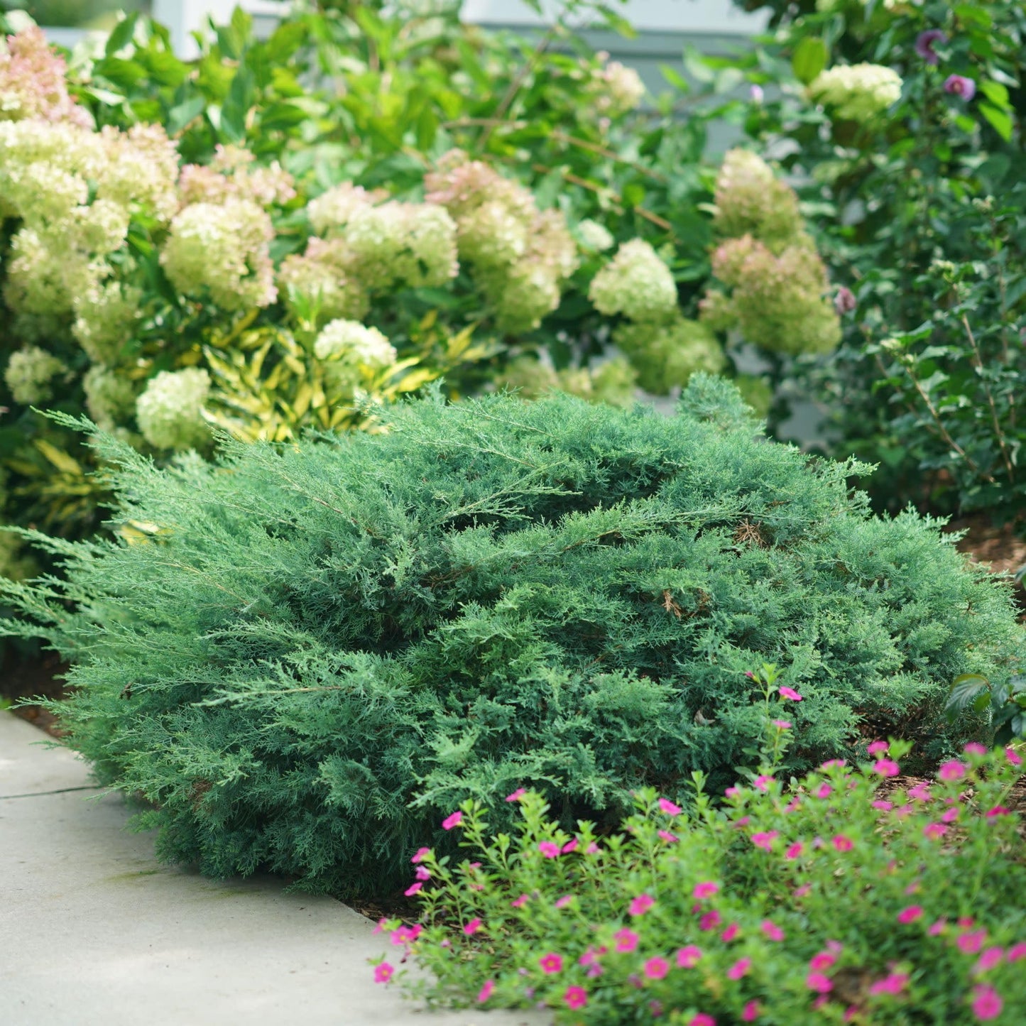 Proven Winners Montana Moss Juniper (Juniperus chinensis) Live Plant, 4.5" Qt