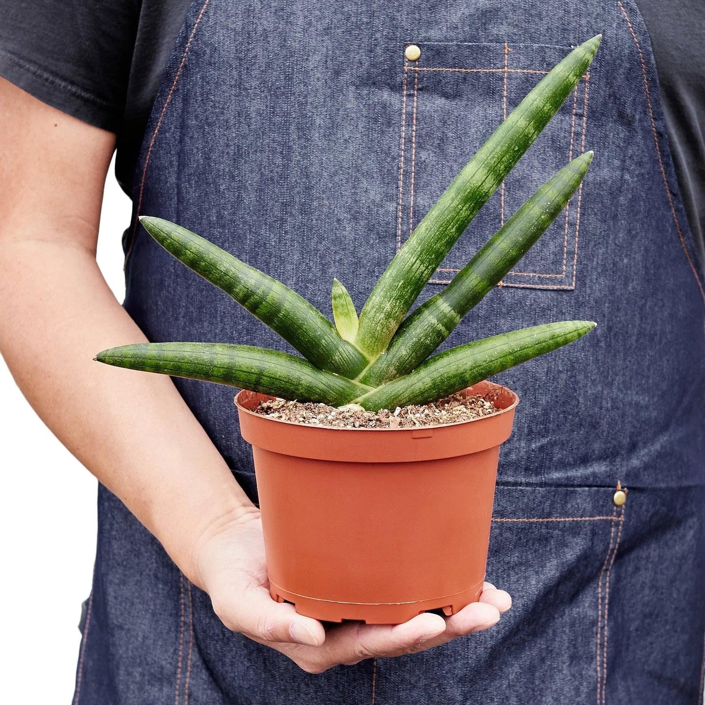 Snake Plant Starfish | Live Plant for Indoor & Outdoor | for Living Room, Office, Bathroom | (6" Pot)