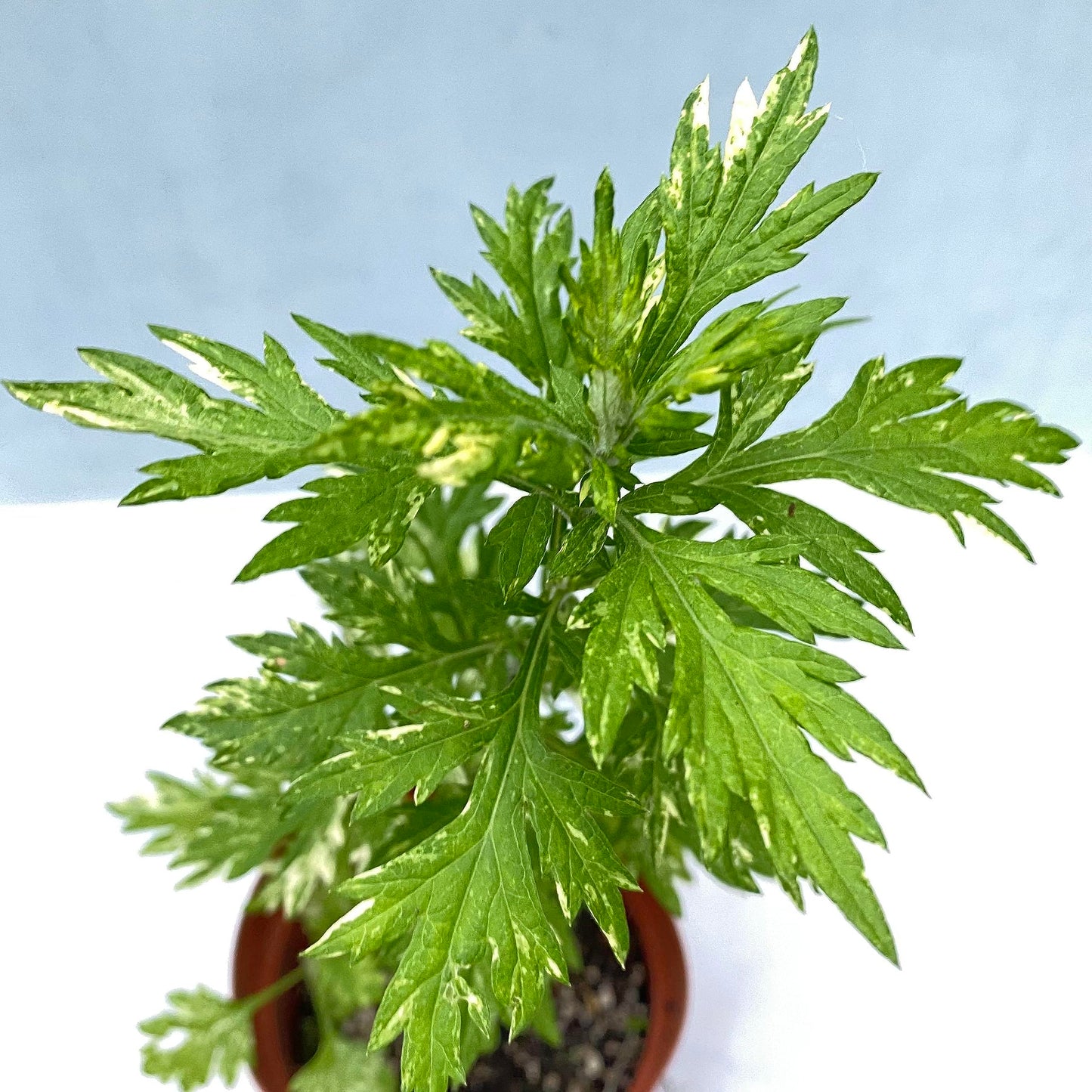 Pilestone Organic Mugwort, Artemisia vulgaris, Live Plant in 4-inch Pot
