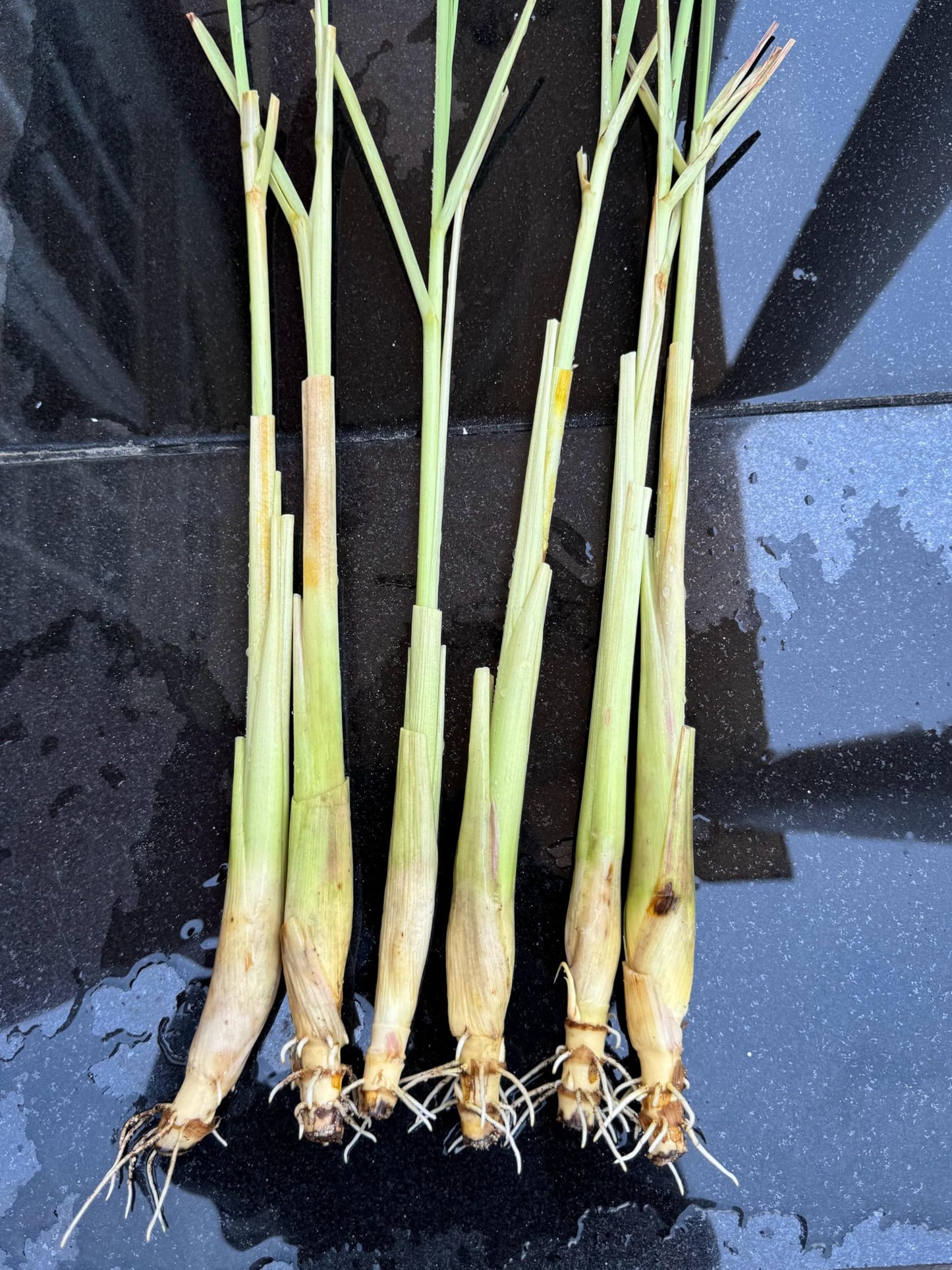 Lemongrass 4 Live Plants Each 8-12" Tall fully rooted