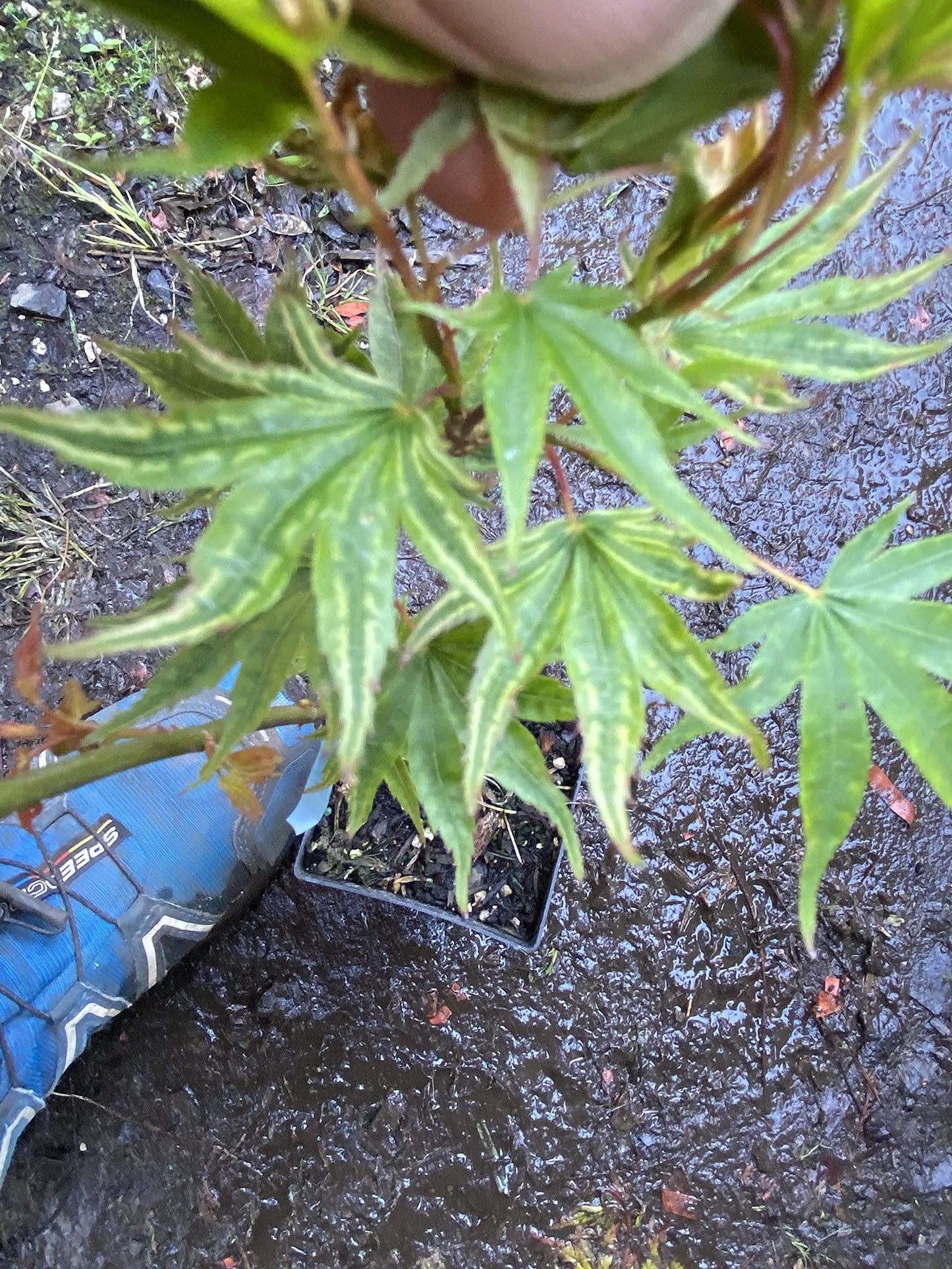 Ikandi Dwarf Variegated Japanese Maple 2 -Year Plant