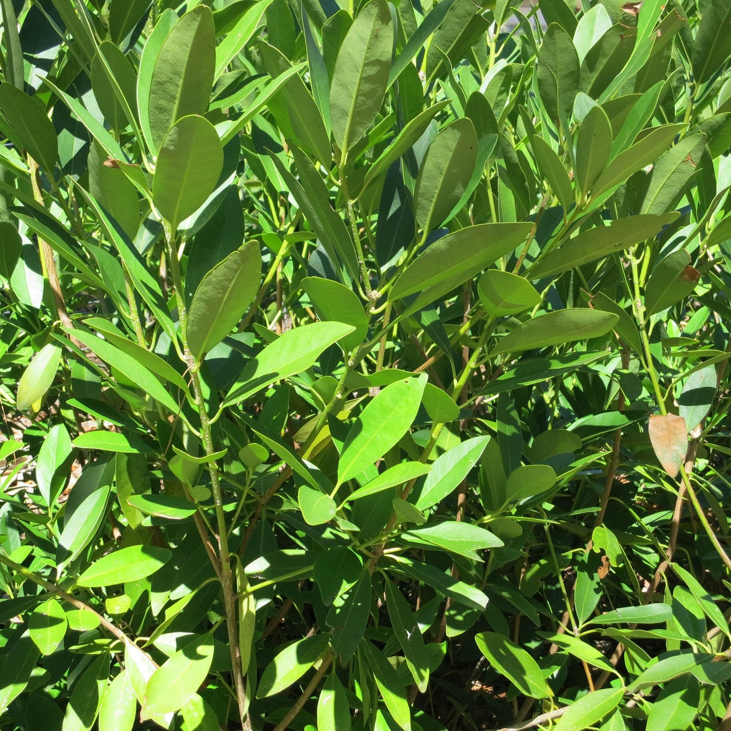 Perfect Plants Ocala Anise 1 Gallon | Live Shrub for Landscaping | Evergreen & Provides Privacy