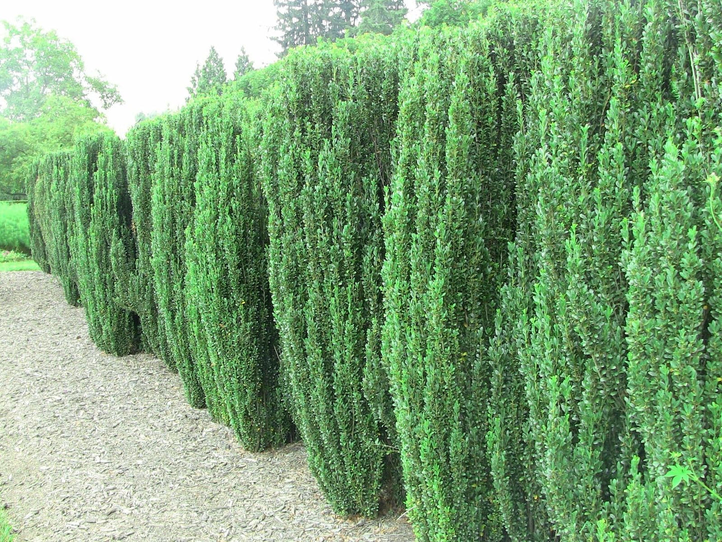 Live Plant - 5 Sky Pencil Holly Shrubs/Trees/Hedges - 3-6" Tall Live Plants - 2.5" Pots