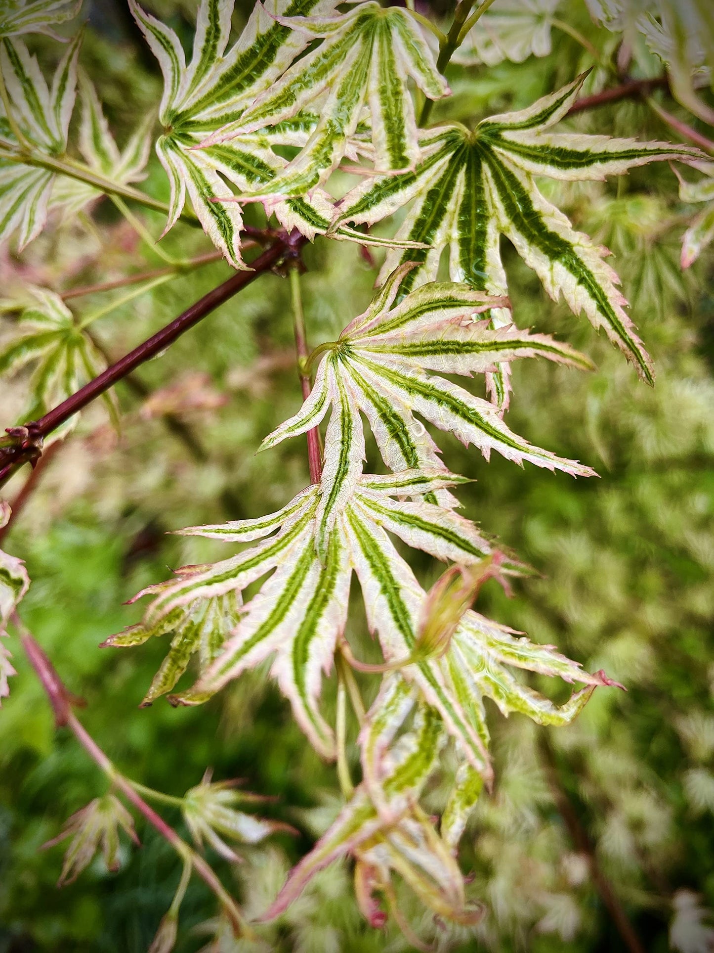 Ikandi Dwarf Variegated Japanese Maple 2 -Year Plant