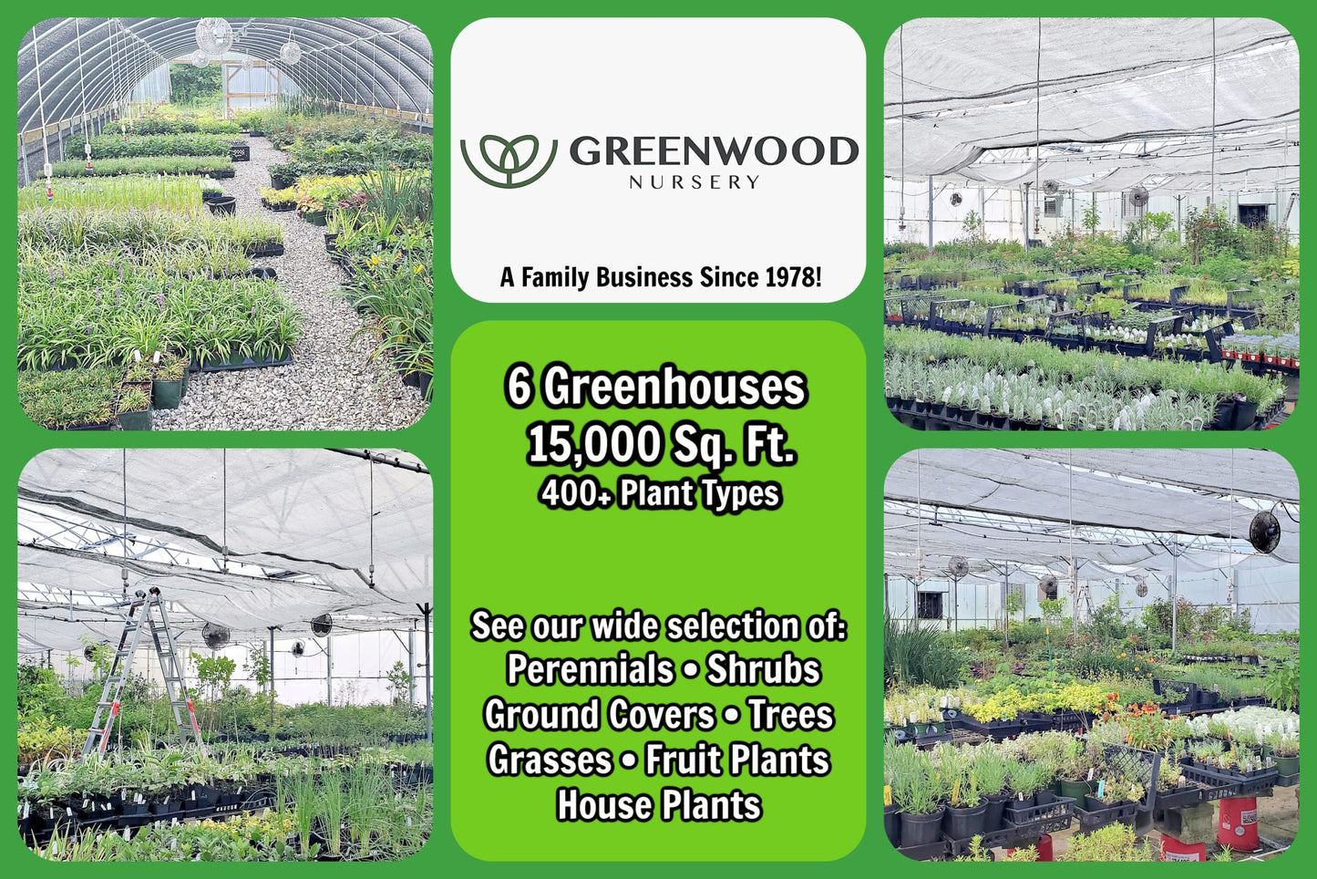 Greenwood Nursery: Live Ground-Cover Plants - Variegated Burgundy Glow Bugleweed + Ajuga Reptans - [Qty: 2X Pint Pots] - (Click for Other Available Plants/Quantities)