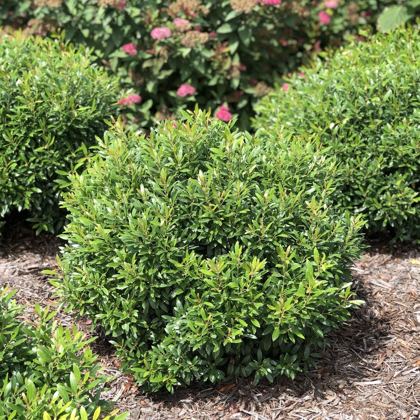 Inkberry Holly Shrub | Ilex Glabra | 3 Live Plants | Cold Hardy | Excellent Border Shrub & Foundation Hedge