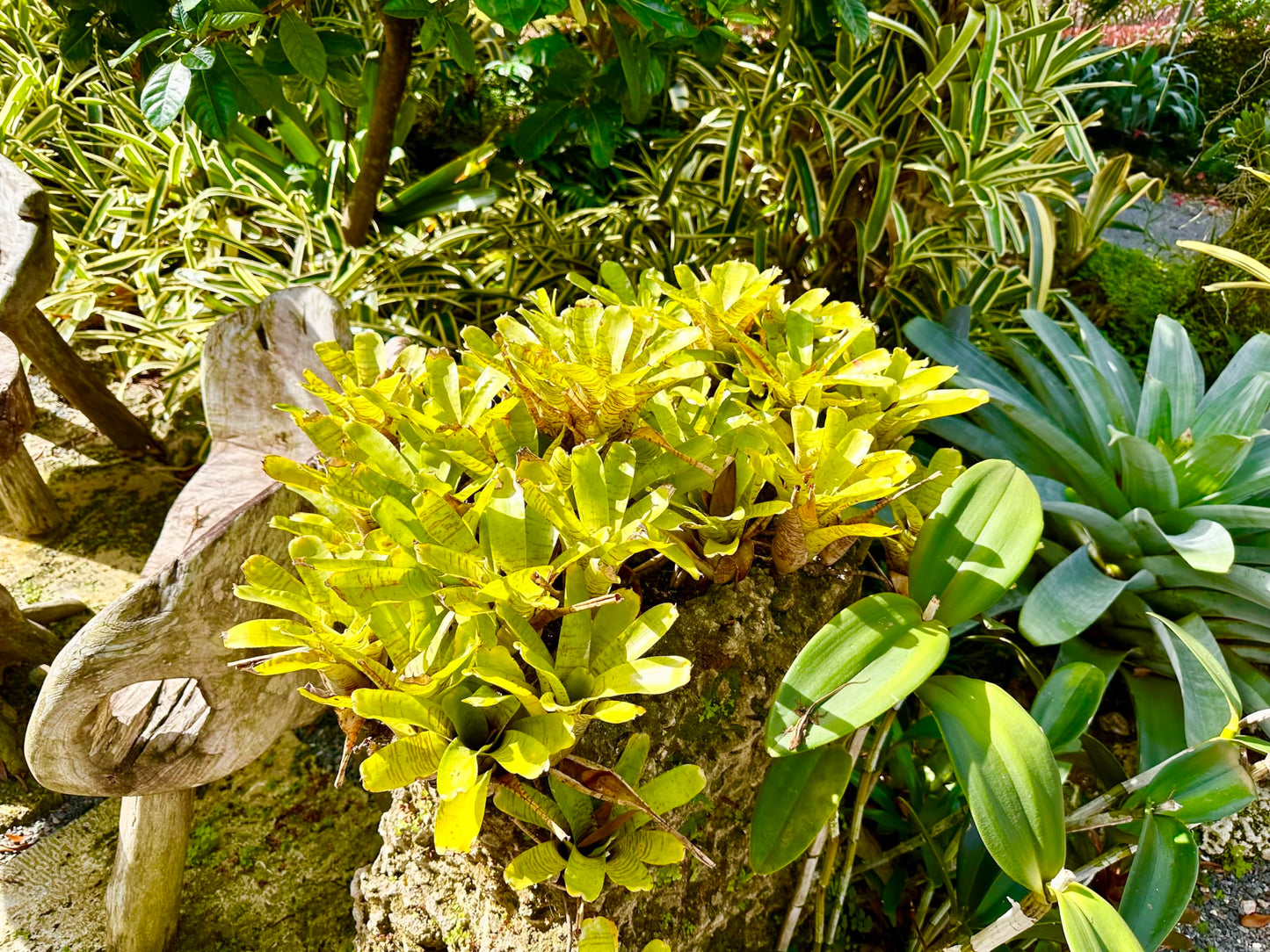 ragnaroc Live Plants – Bromeliad Neoregelia Tigrina, 8-12" in 6" Pot - 1ct - Live Arrival Guaranteed - House Plants for Home Decor & Gift