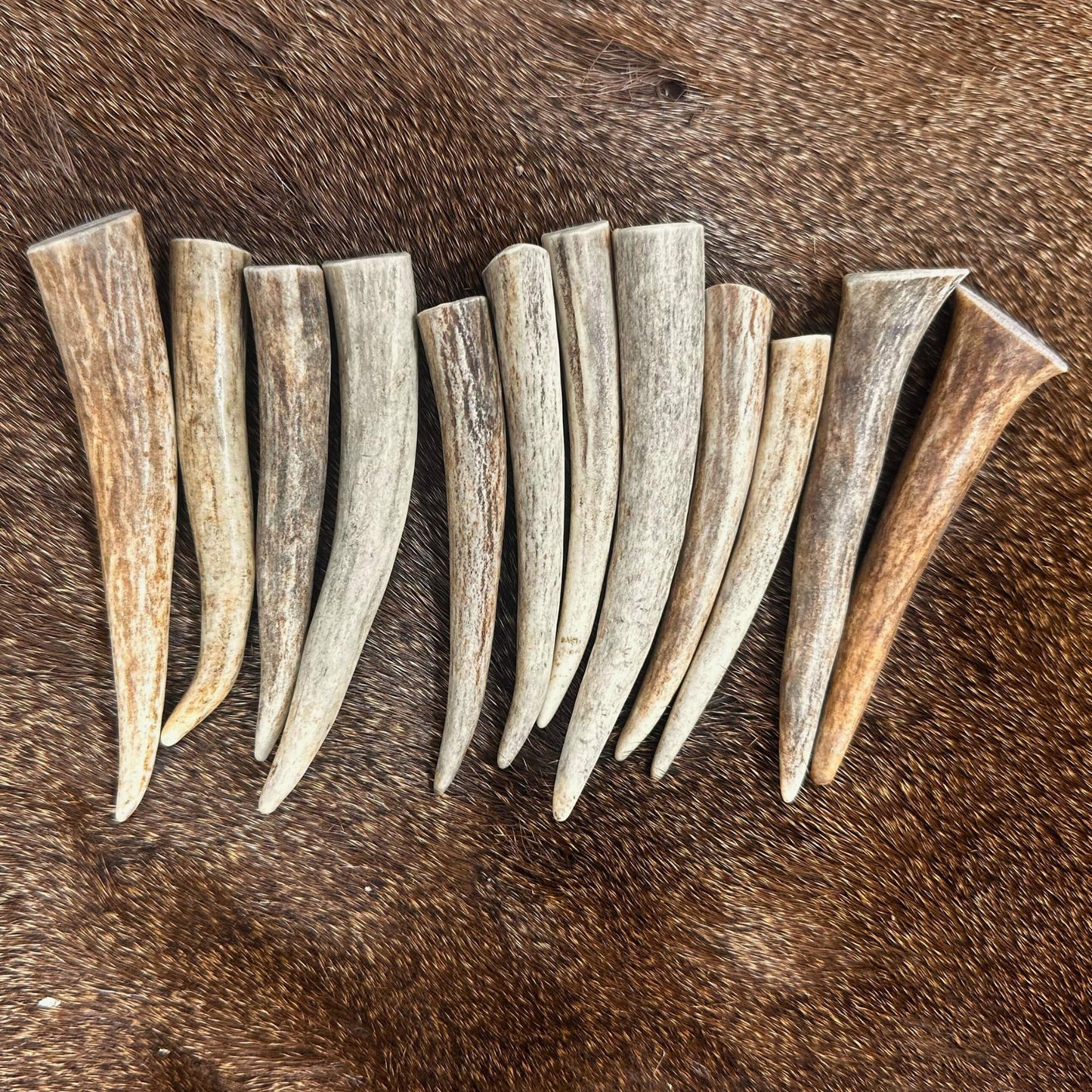 WhiteTail Naturals Deer Antler Crafting Tips (12 Pack) Real Antler Points for Jewelry Making, Pendant Blanks, Rustic DIY Supplies & Primitive Crafts