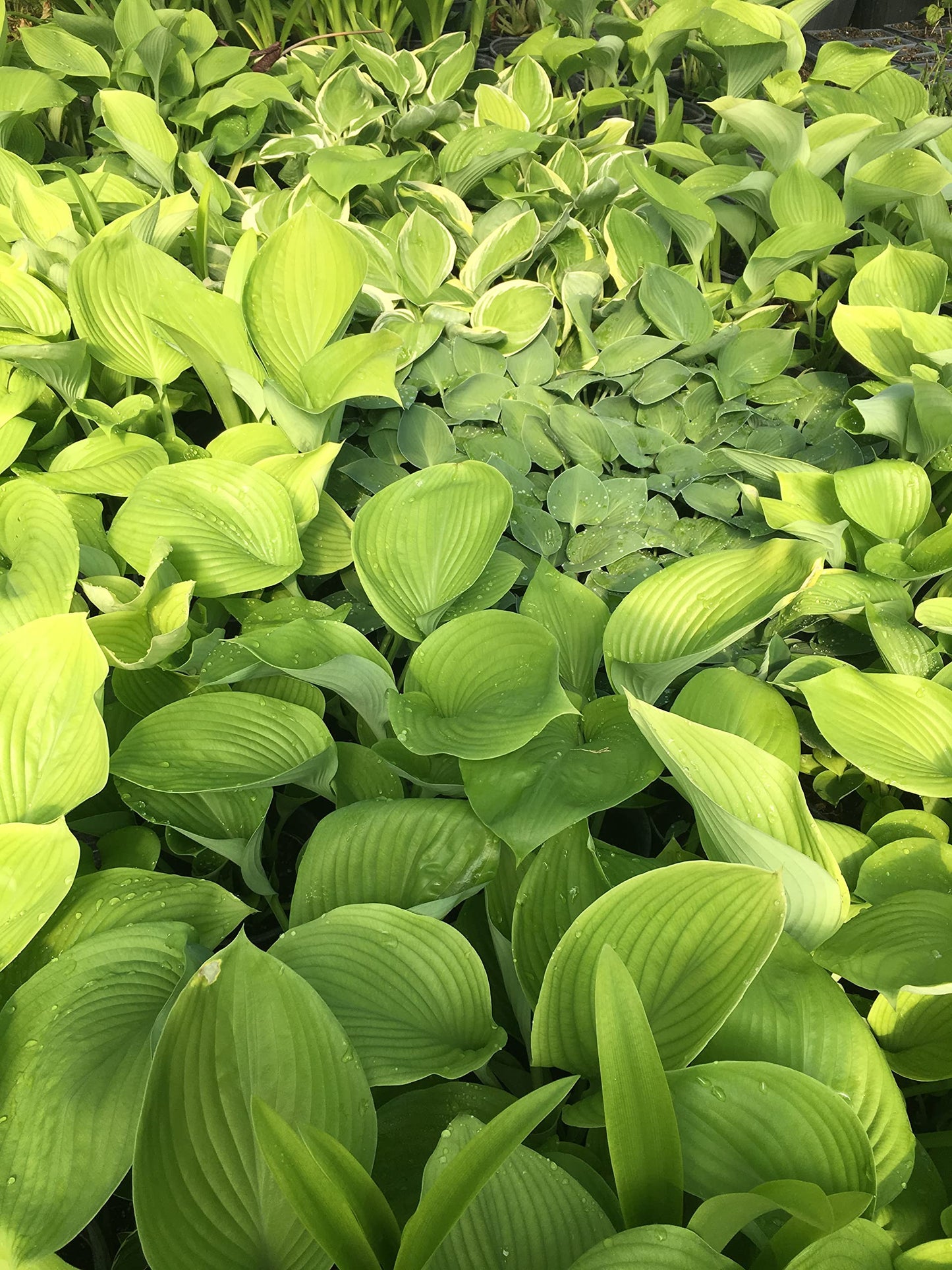 6 Pack Mixed Hosta Bare Root Variety Pack – 1000's Sold – Shade Loving Perennials with Lush Green Foliage – Easy to Grow & Ships Fresh - Low Maintenance