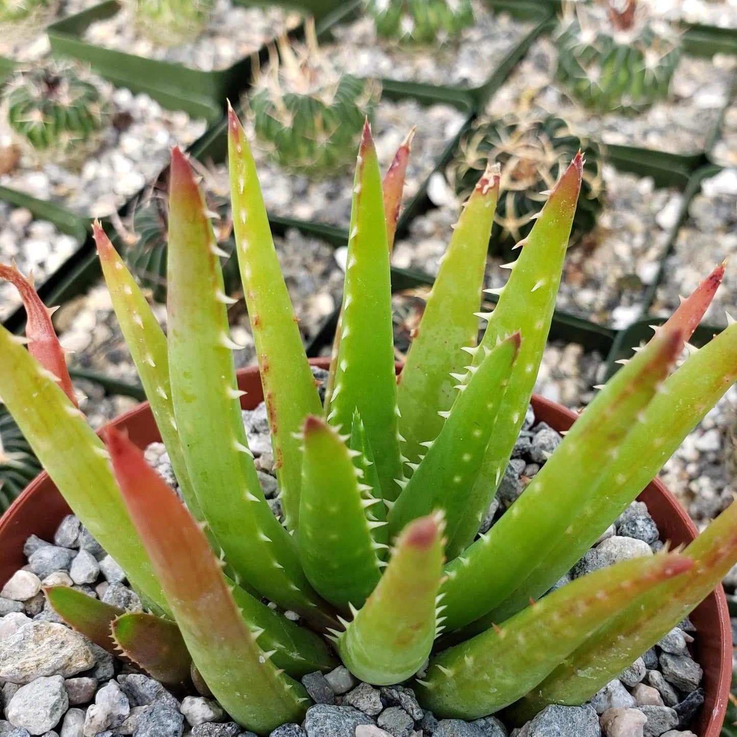 Aloe Vera chinensis Cacti Cactus Succulent Real Live Plant