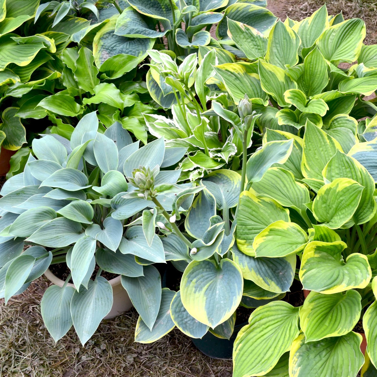 10 Pack Hosta by the Handful Variety Pack, Bareroot, Dormant, Shade Perennial (10 Bareroots)
