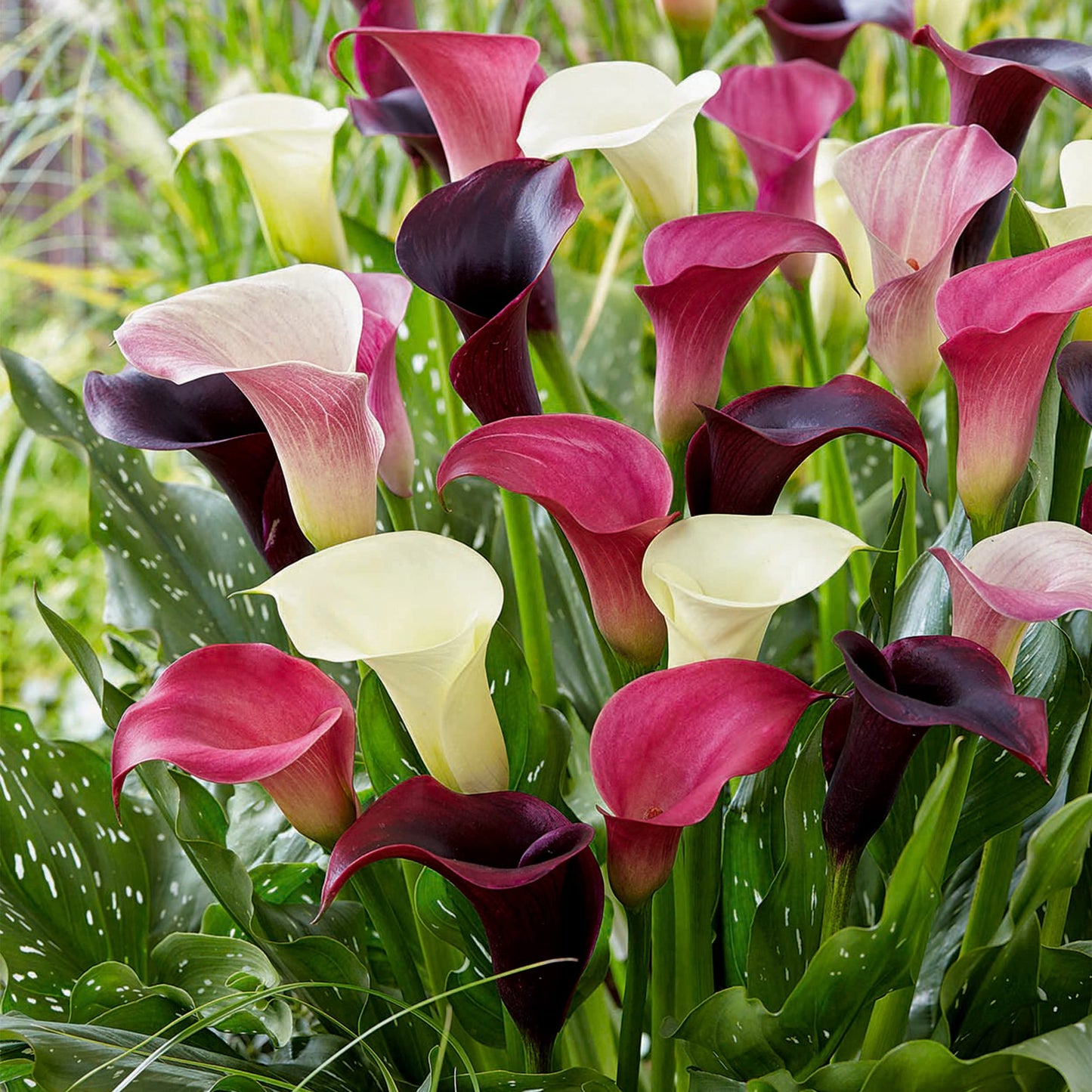 Garden State Bulb Purple Rain Multi-Color Mixed Calla Lily Flower Bulbs, 14/+cm, Spring Planting (Bag of 5)