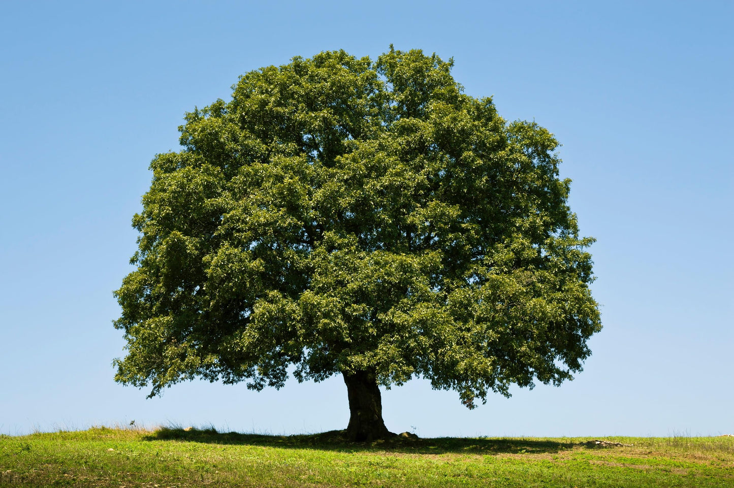 2 White Oak Trees Bareroot 18-30 inches