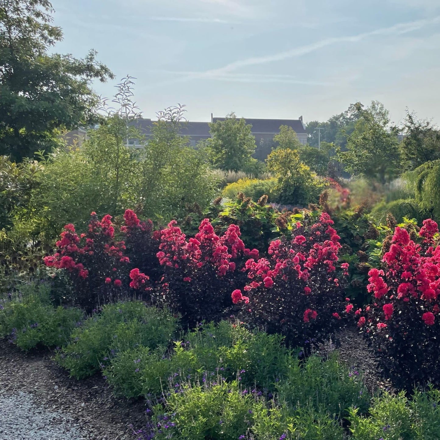 Proven Winners Center Stage Red Crapemyrtle (Lagerstroemia Indica) Live Plant, 4.5" Qt, 4 Pack