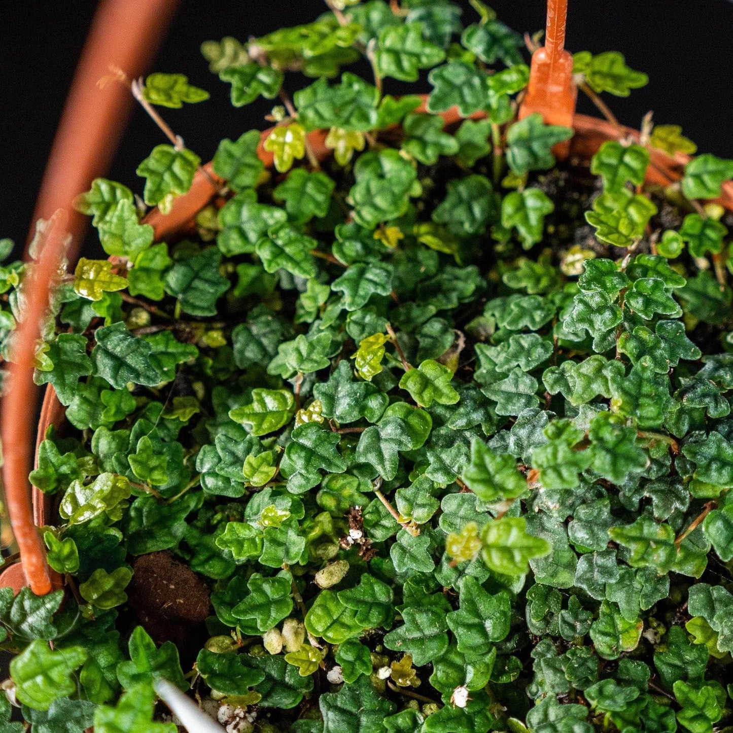 Ficus Pumila Quercifolia | 3 Live Plants | Oak Leaf Creeping Fig, Easy-Care Indoor/Outdoor Trailing Vine Plant, Perfect for Walls and Ground Cover