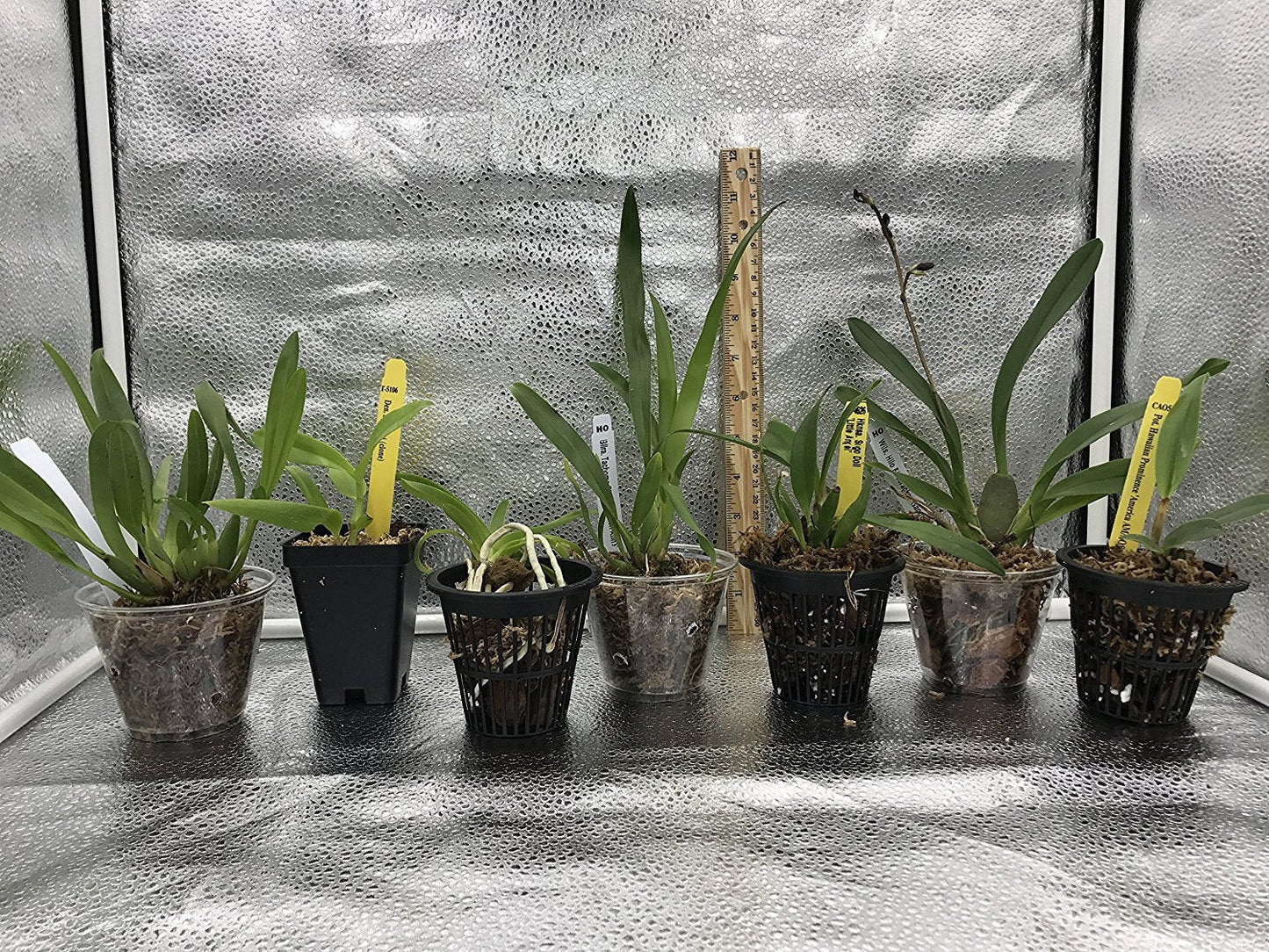 4 Live Orchid Plants to Choose (Dendrobiums)
