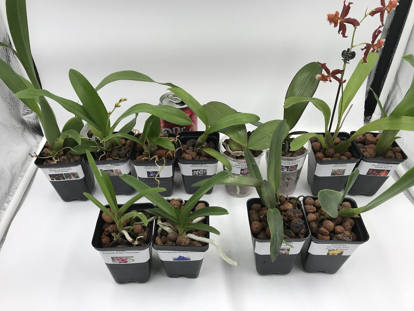 4 Live Orchid Plants to Choose (Dendrobiums)
