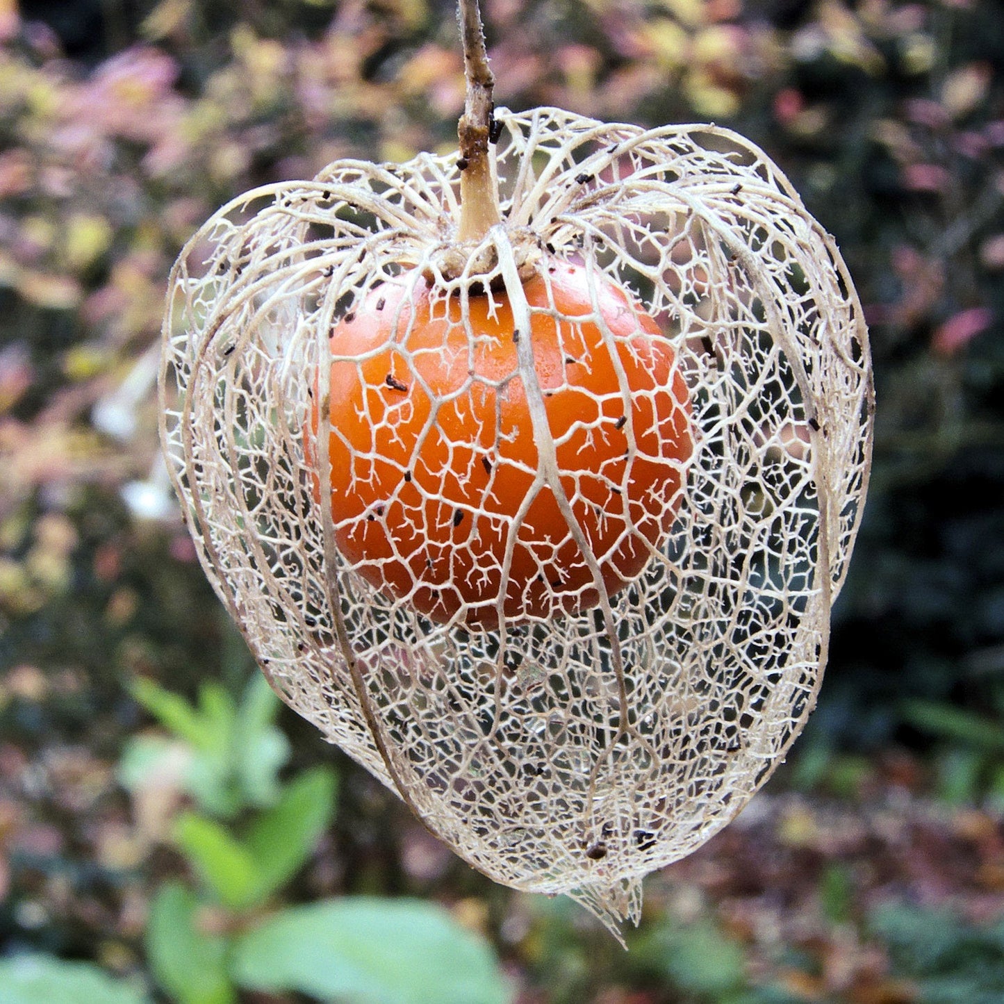 Frozen Seed Capsules - Chinese Lantern (Physalis Alkekengi) - Grow Now or Store for Future Planting - Capsule of 30 Seeds