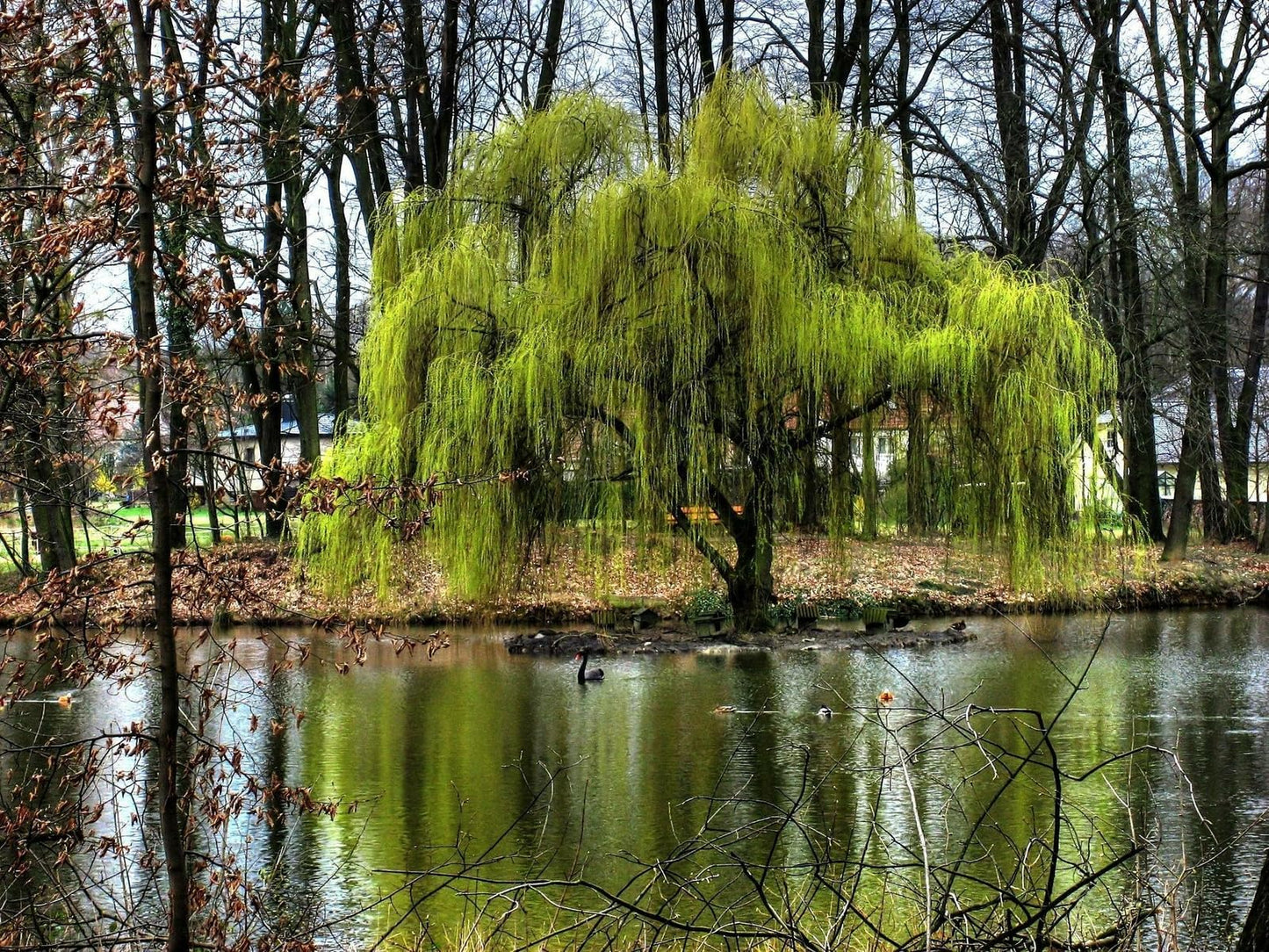 Live Plant - Weeping Willow Tree - 24-36" Tall - Live Plant - Bareroot - Salix babylonica