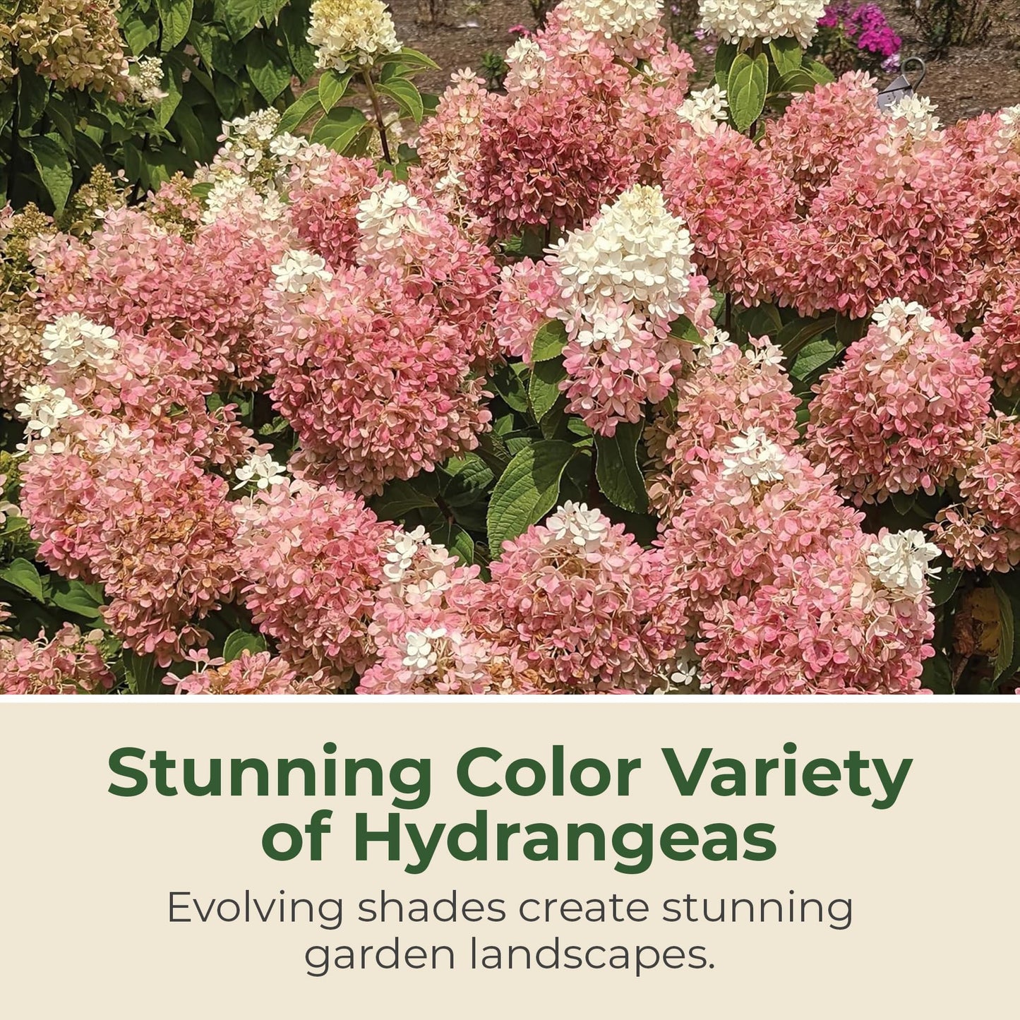 Hydrangea Sweet Starlight Shrub - Summer & Fall Blooming Live White and Pink Flowers for Gardens in 1 Gal Pot - 4-6’ x 4-5’ Flowering Shrubs w/Moderate Watering Needs (1 Count)