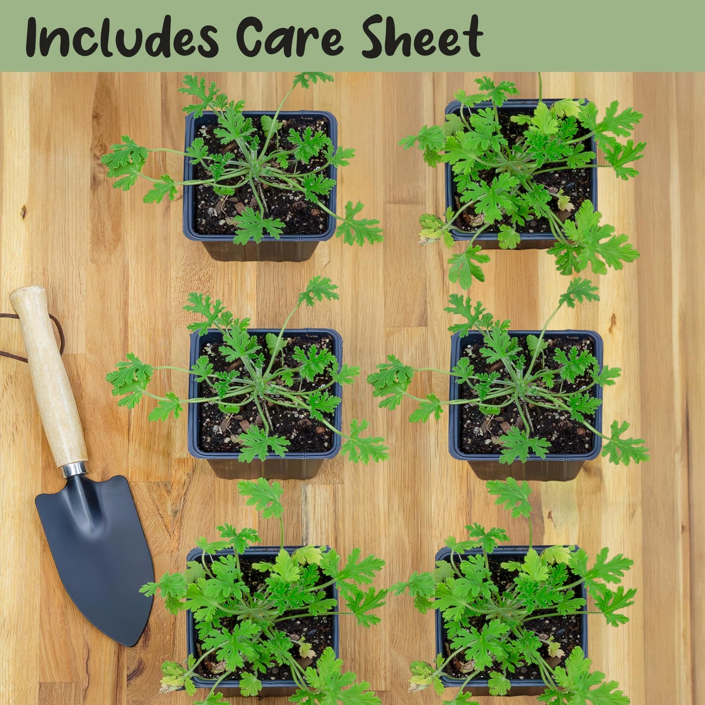 Live Citronella Geranium Plants (6-Pack); Pelargonium Citronella Scented Potted Plants